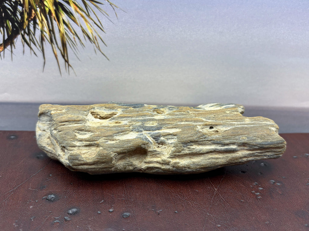 Petrified Wood Specimen
