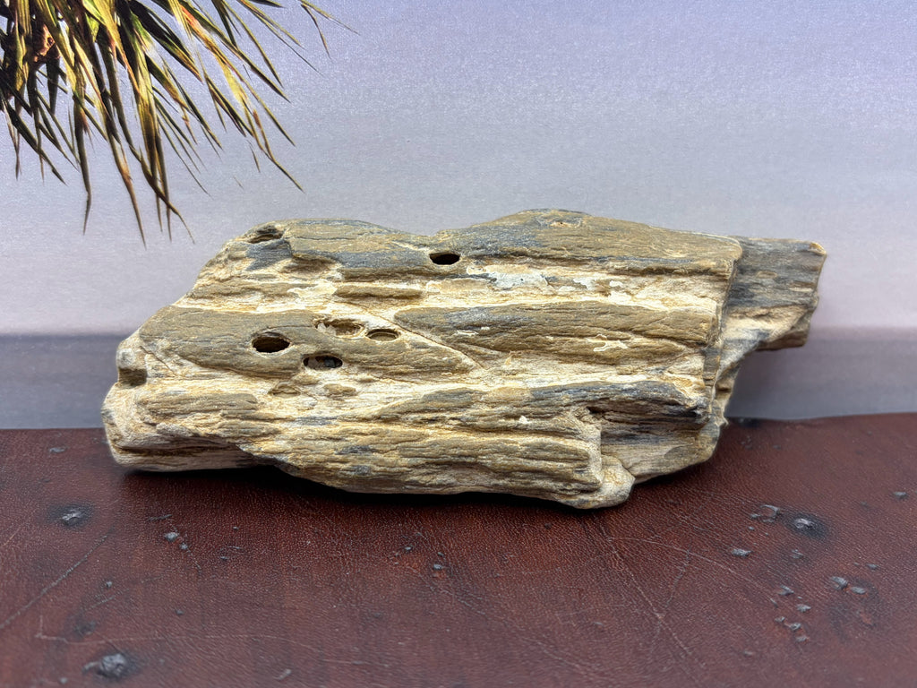 Petrified Wood Specimen