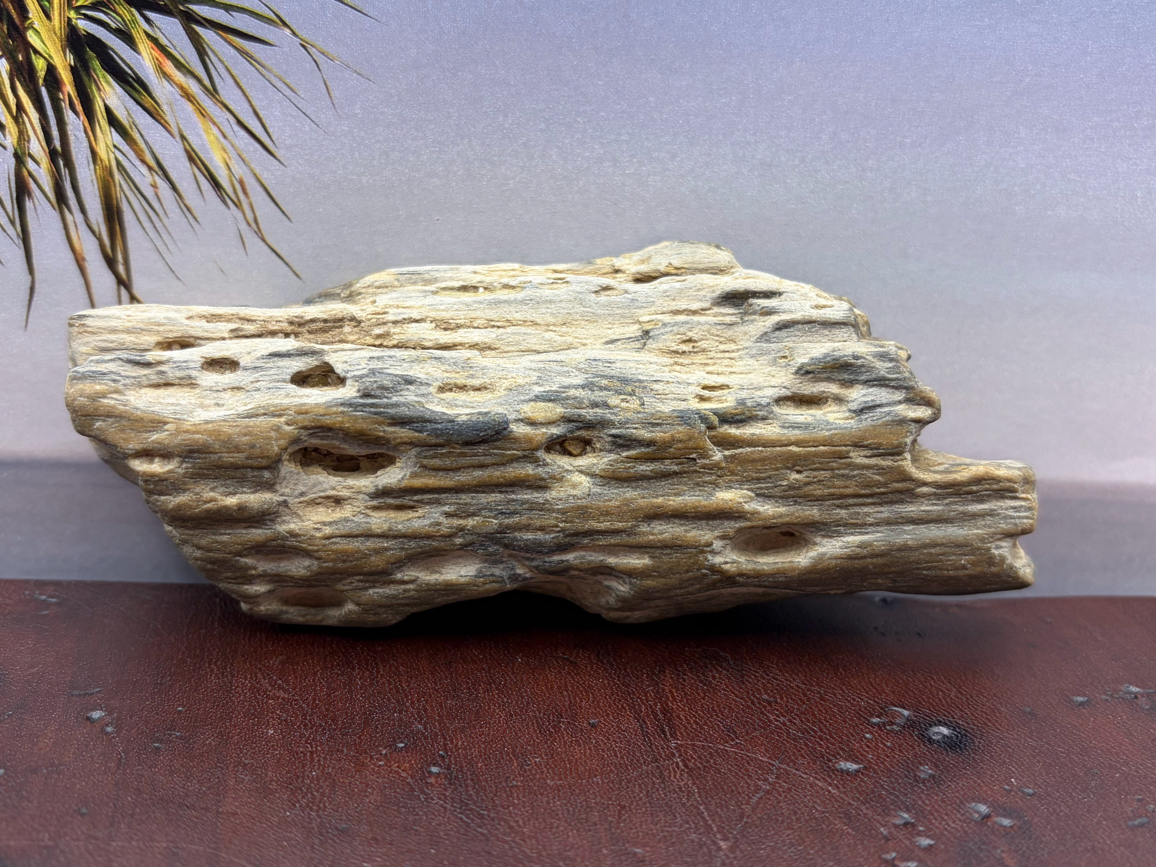Petrified Wood Specimen