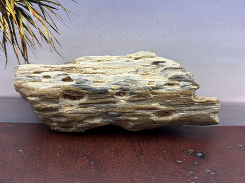 *NEW* Petrified Wood Specimen
