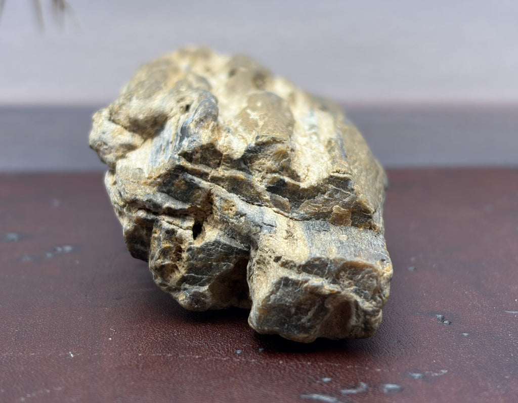 Petrified Wood Specimen