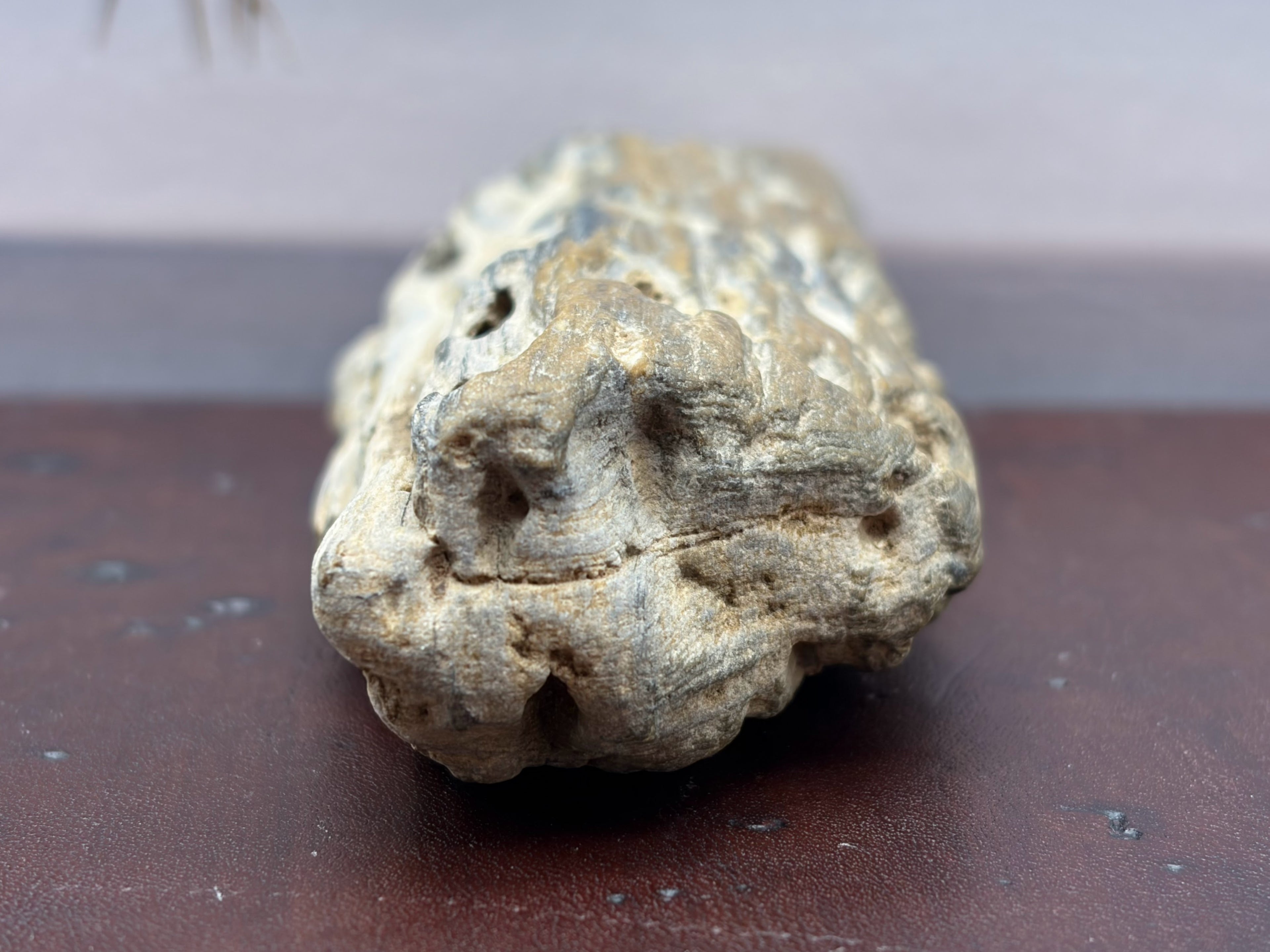 Petrified Wood Specimen