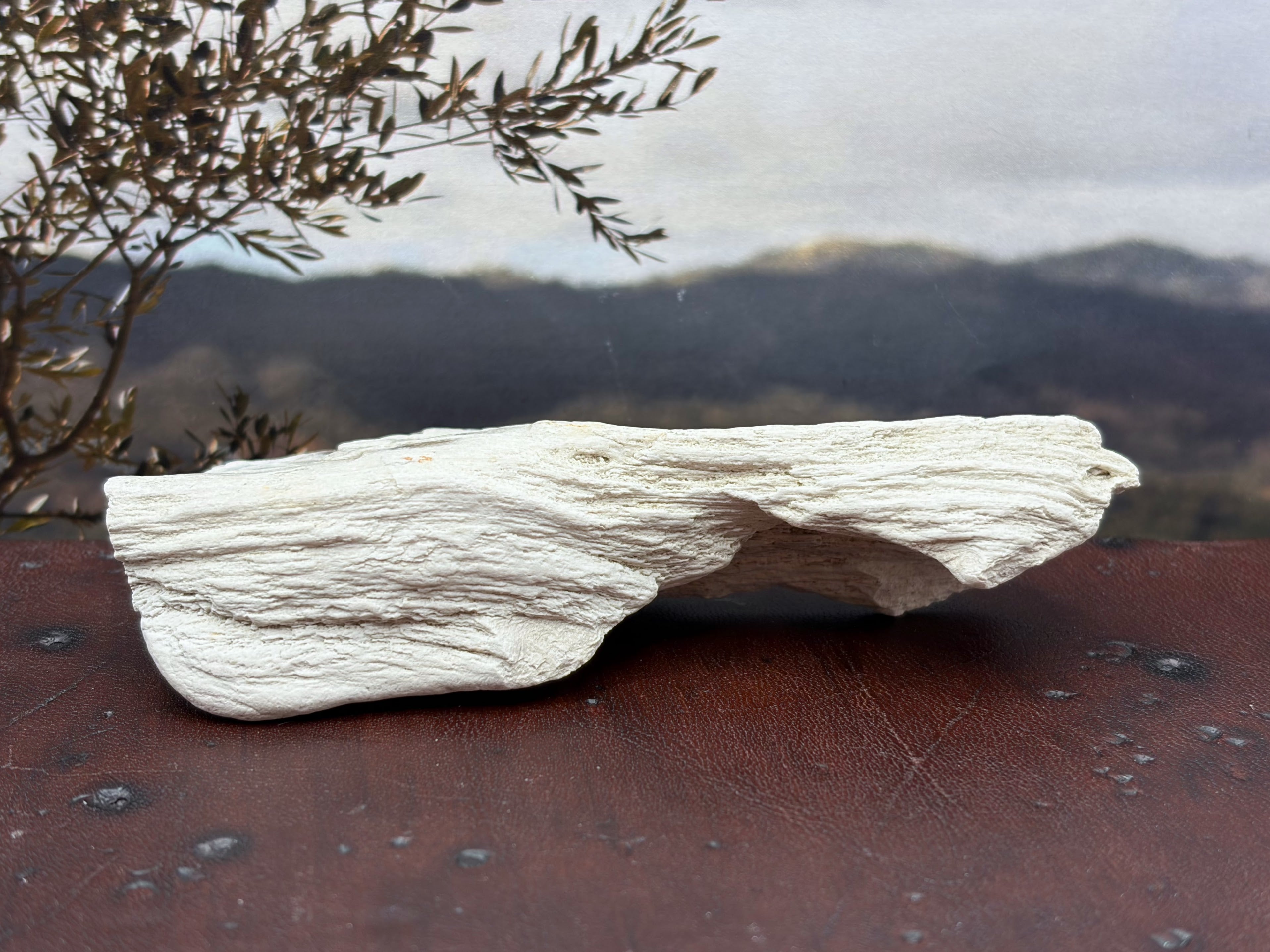 Petrified Wood Specimen