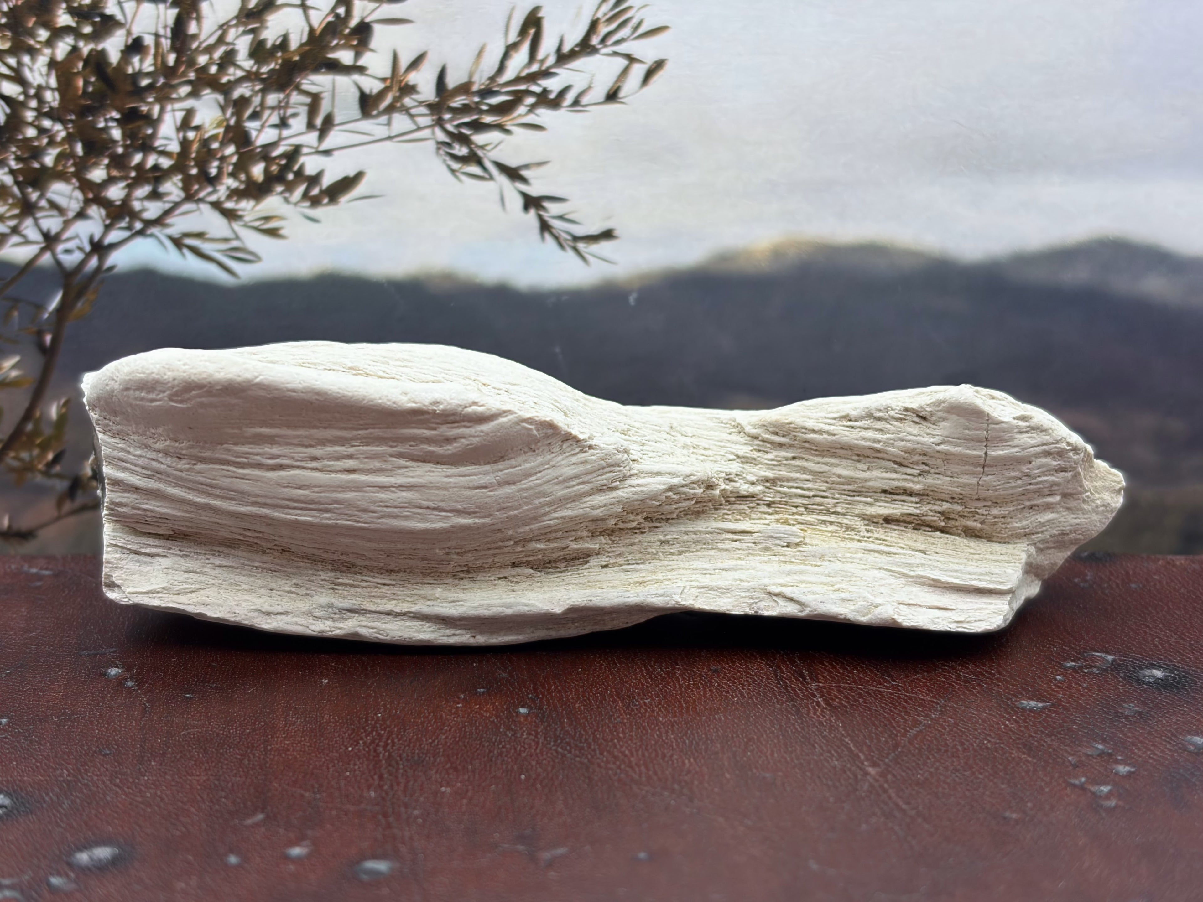 Petrified Wood Specimen