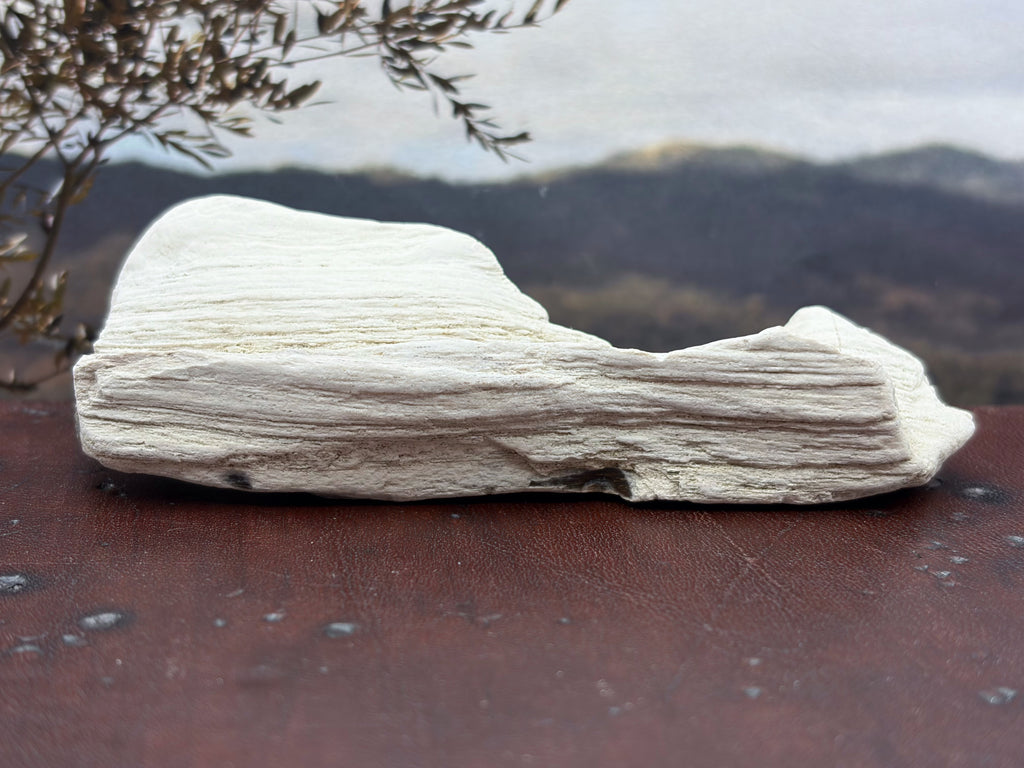 Petrified Wood Specimen