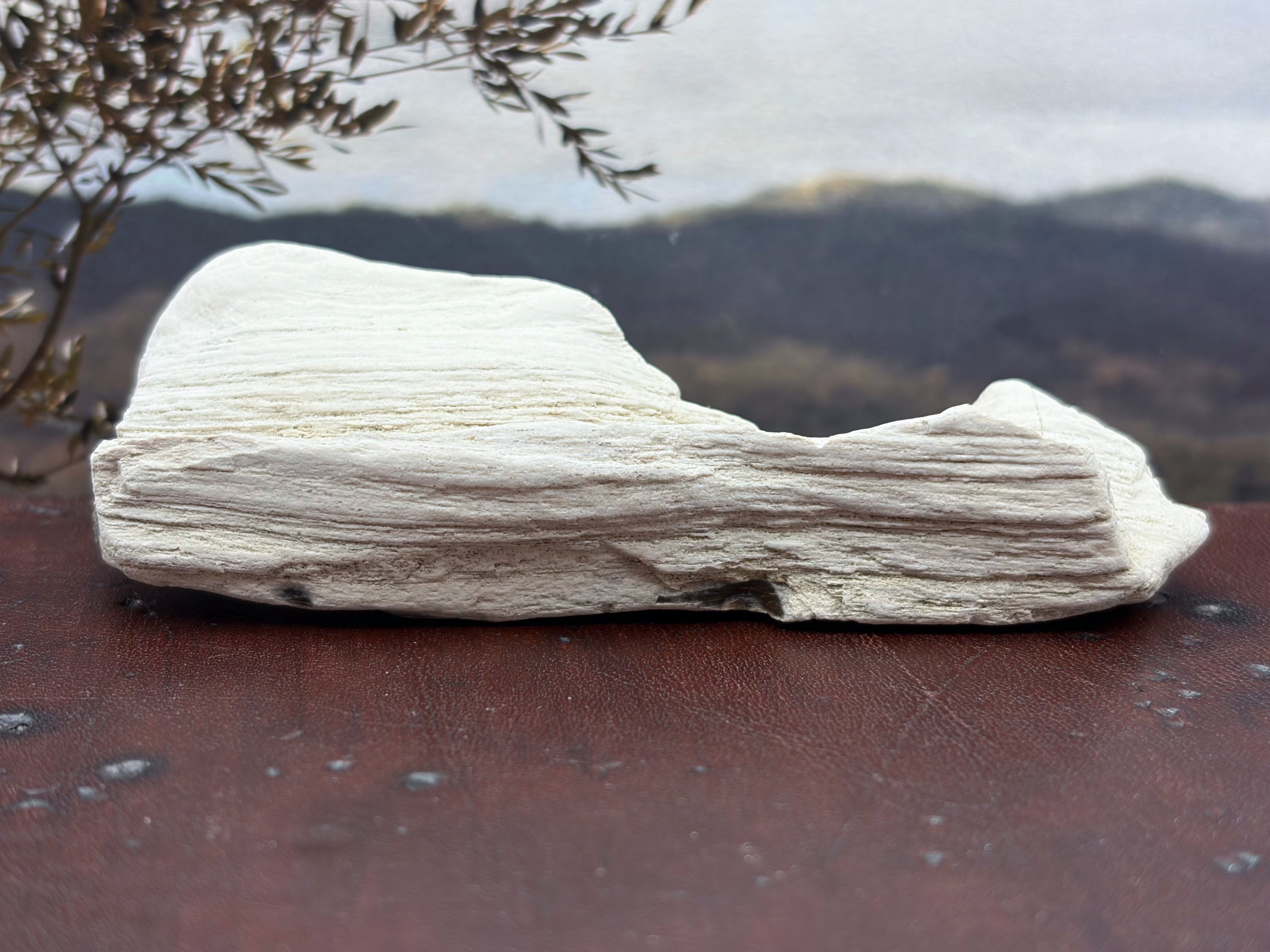 Petrified Wood Specimen