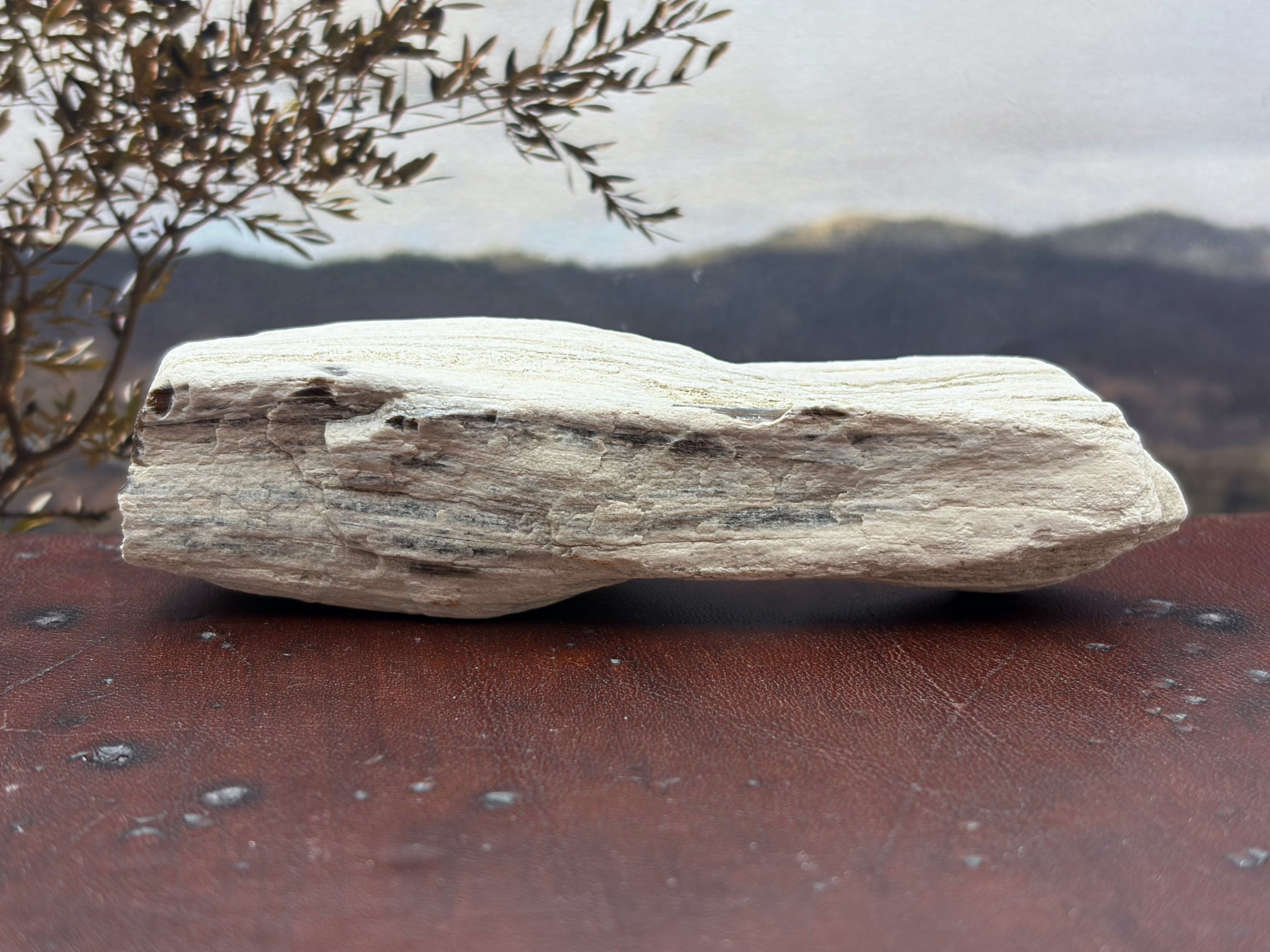 Petrified Wood Specimen