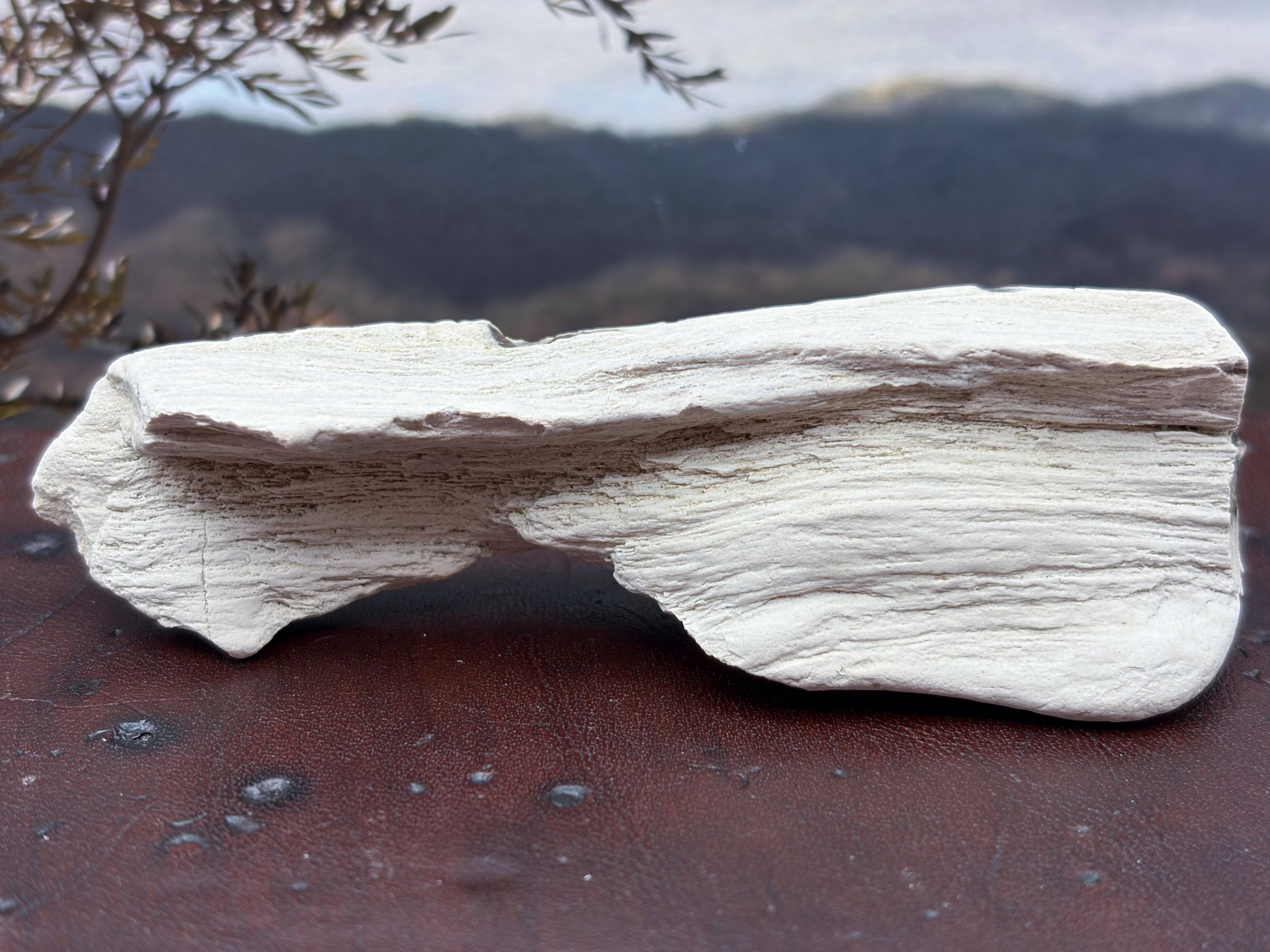 Petrified Wood Specimen