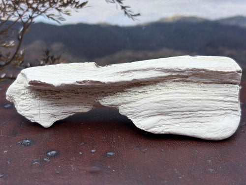 *NEW* Petrified Wood Specimen