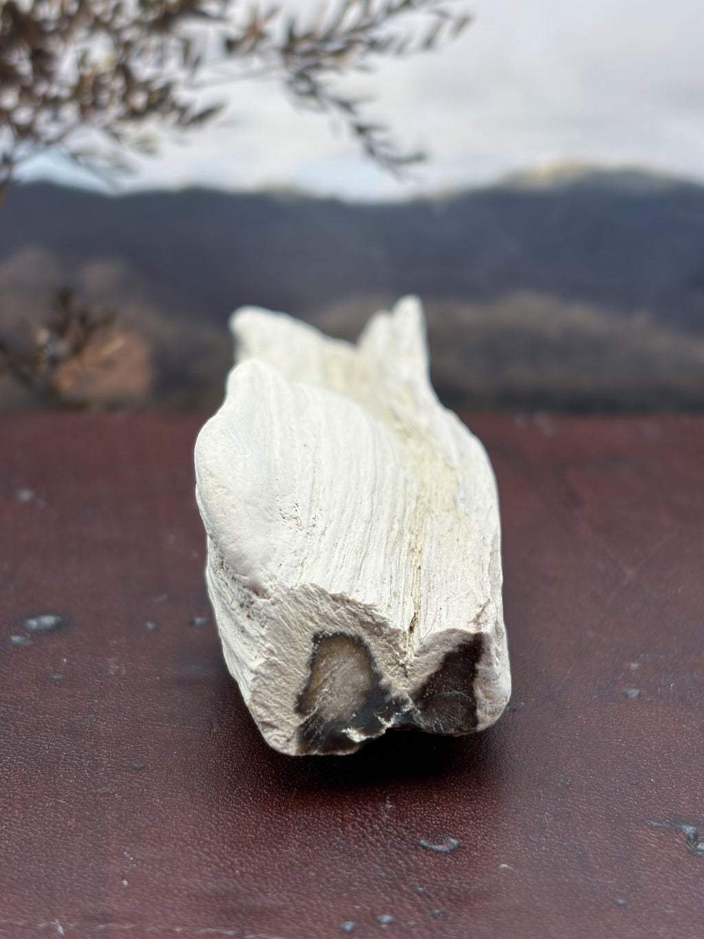 Petrified Wood Specimen