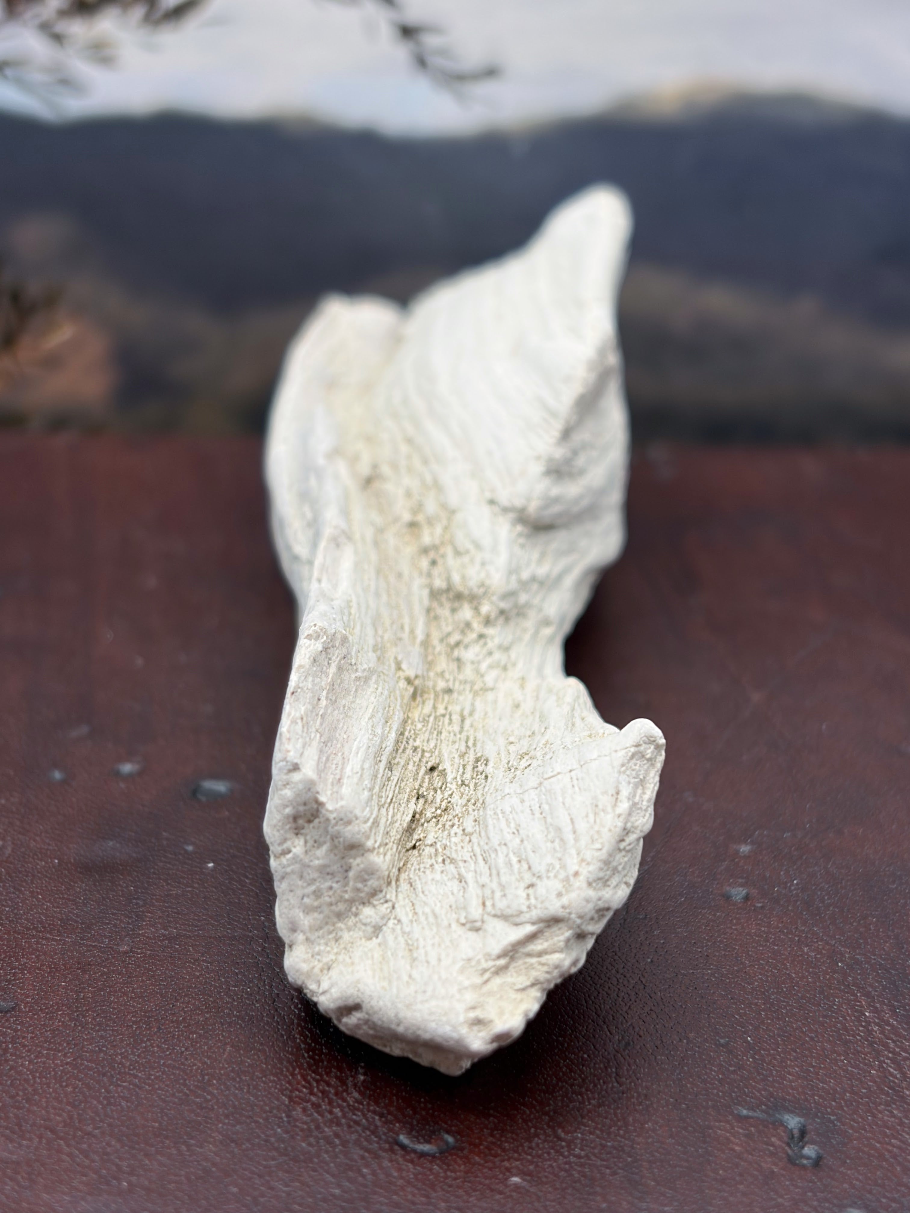 Petrified Wood Specimen