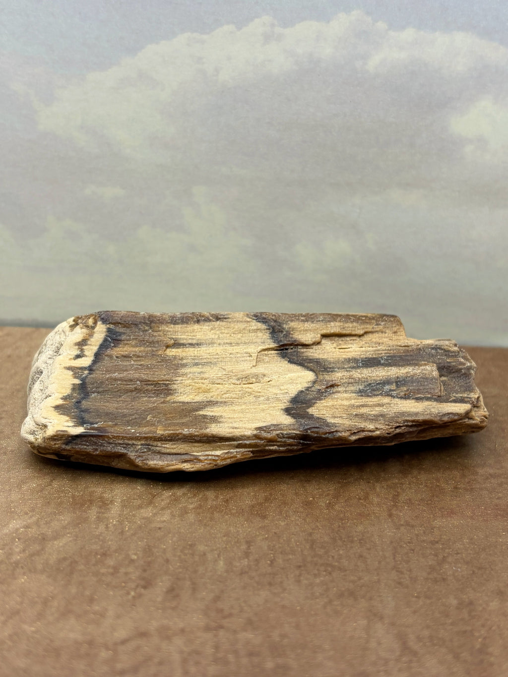 Petrified Wood Specimen