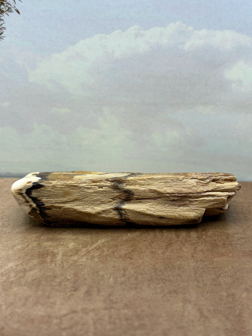 Petrified Wood Specimen