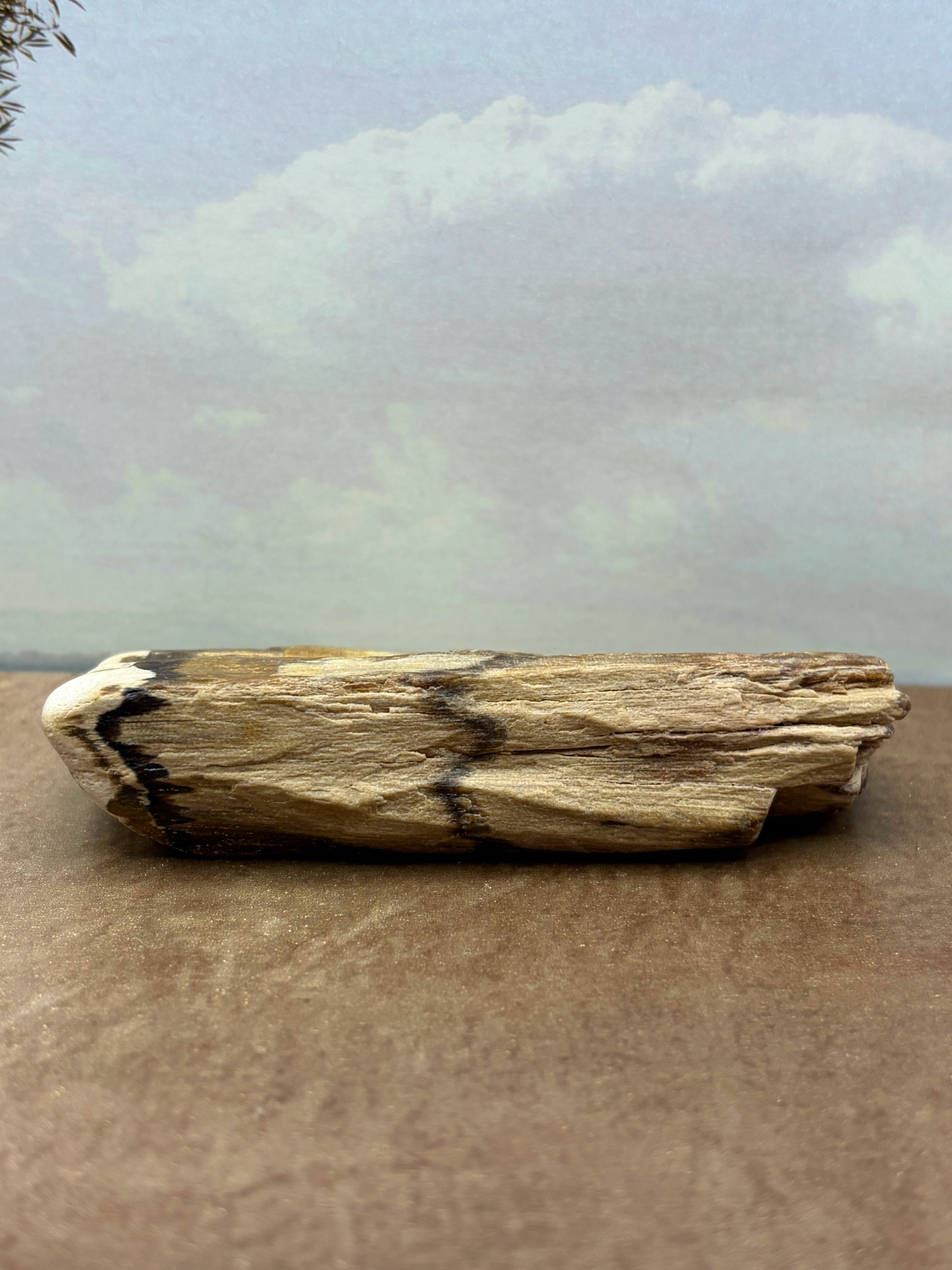 Petrified Wood Specimen