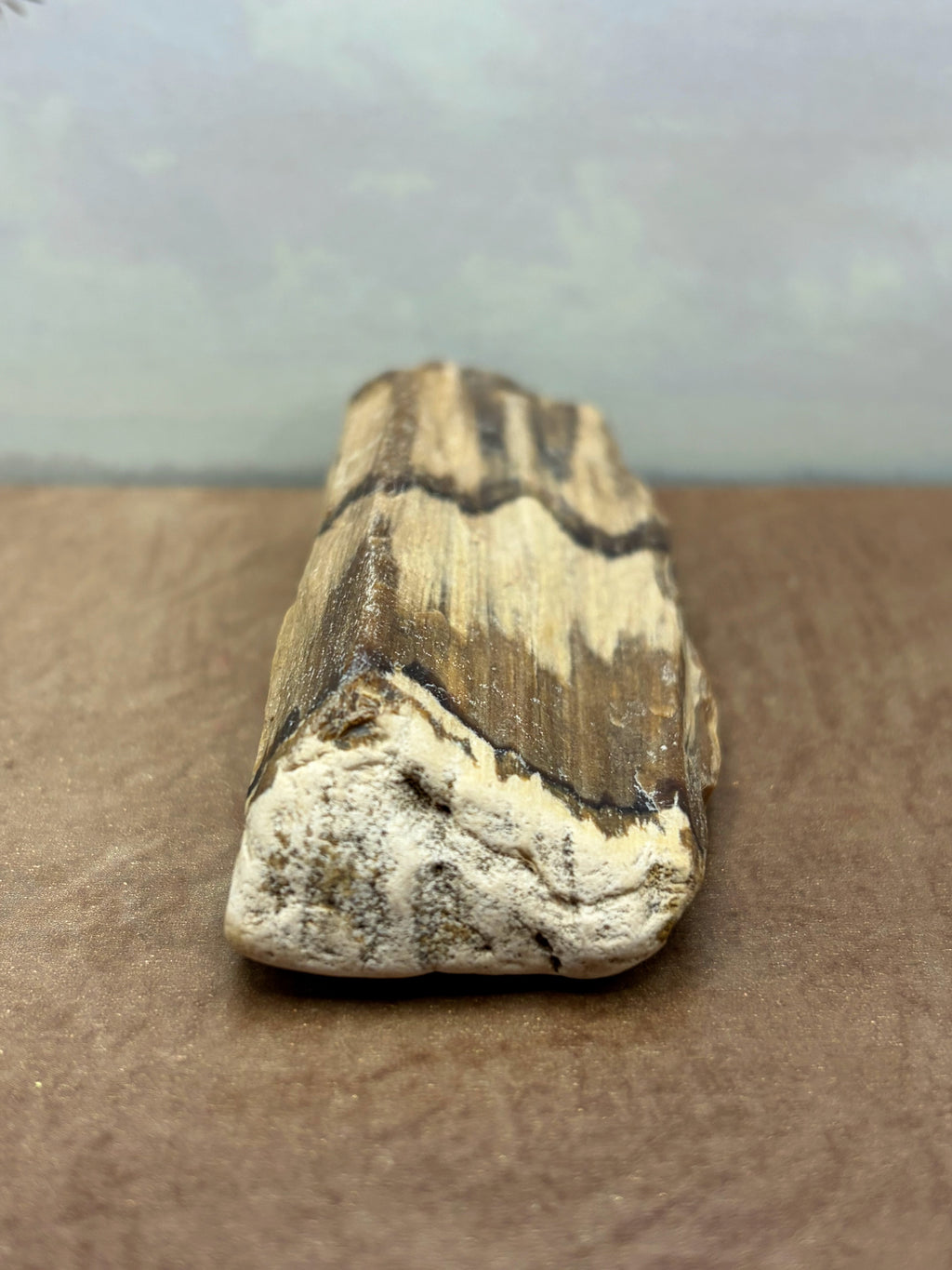 Petrified Wood Specimen