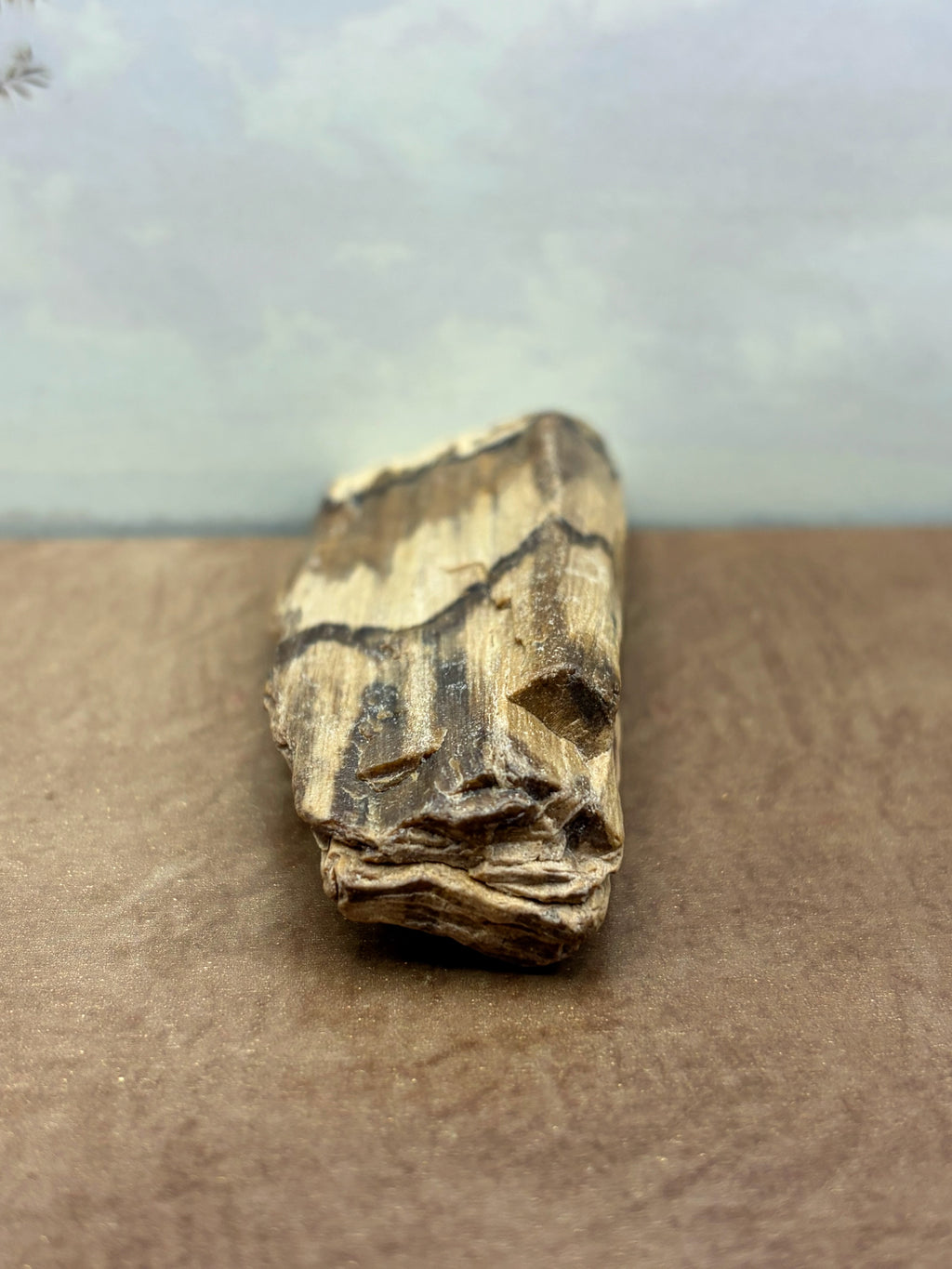 Petrified Wood Specimen