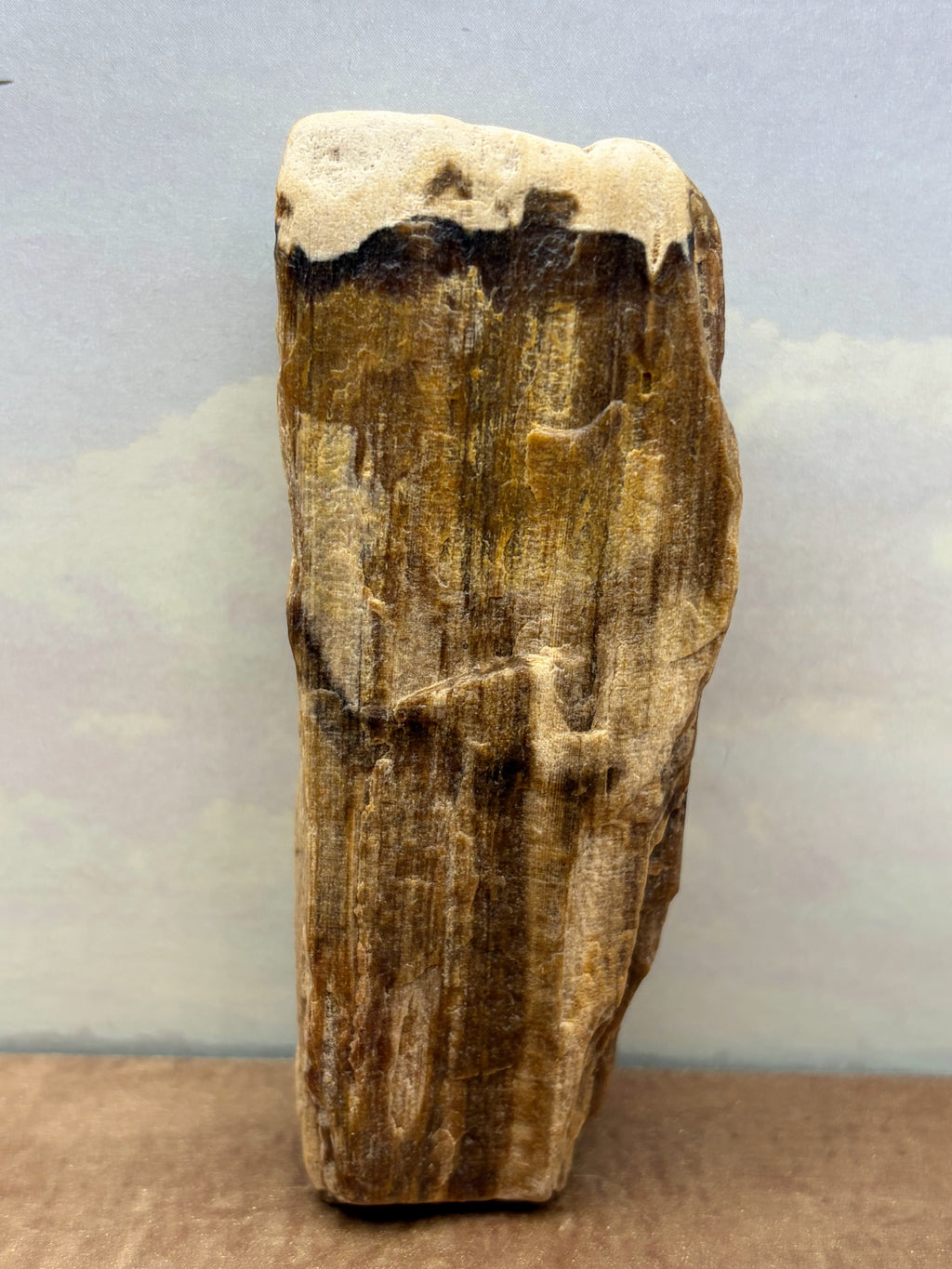 Petrified Wood Specimen
