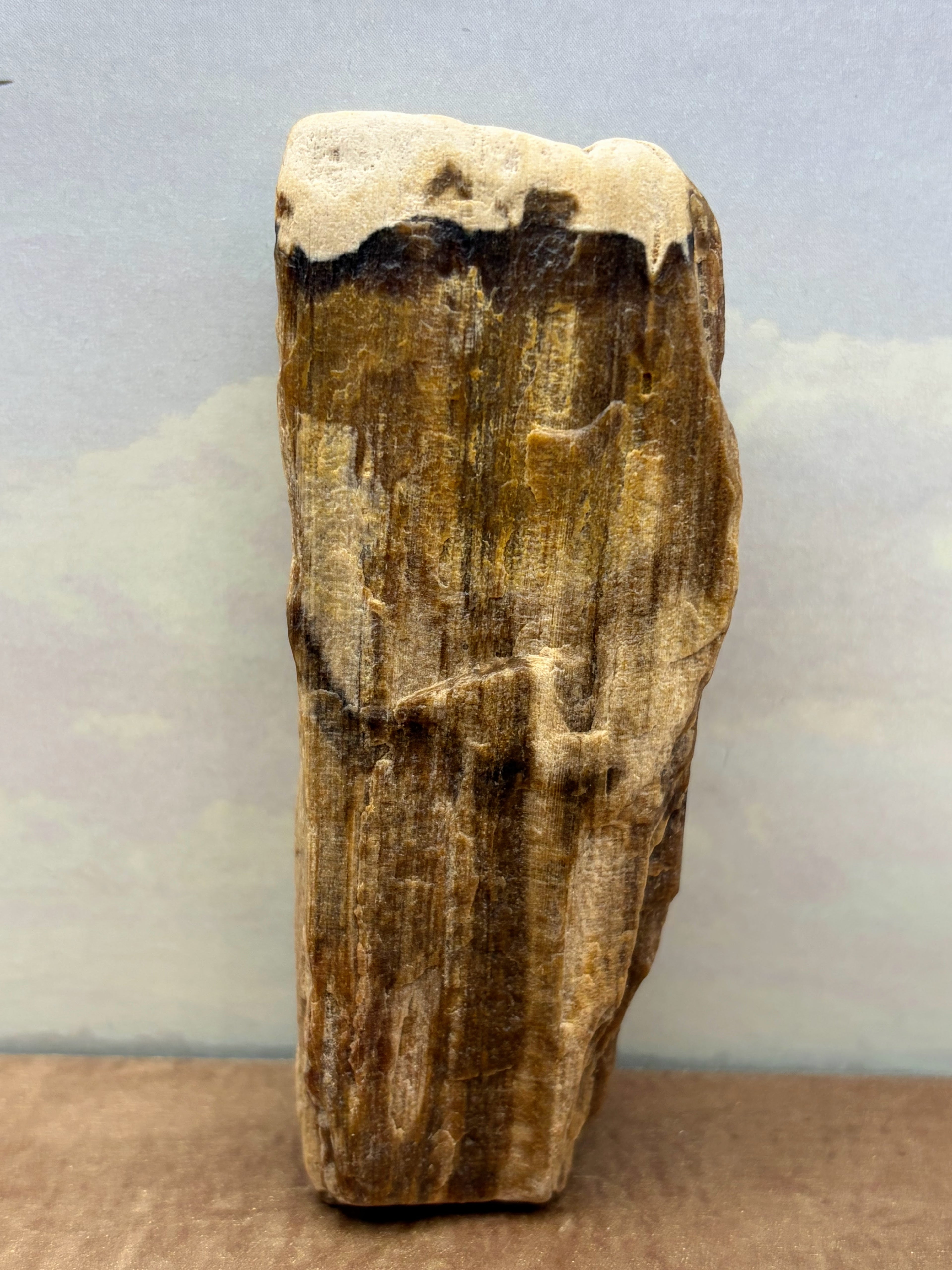 Petrified Wood Specimen