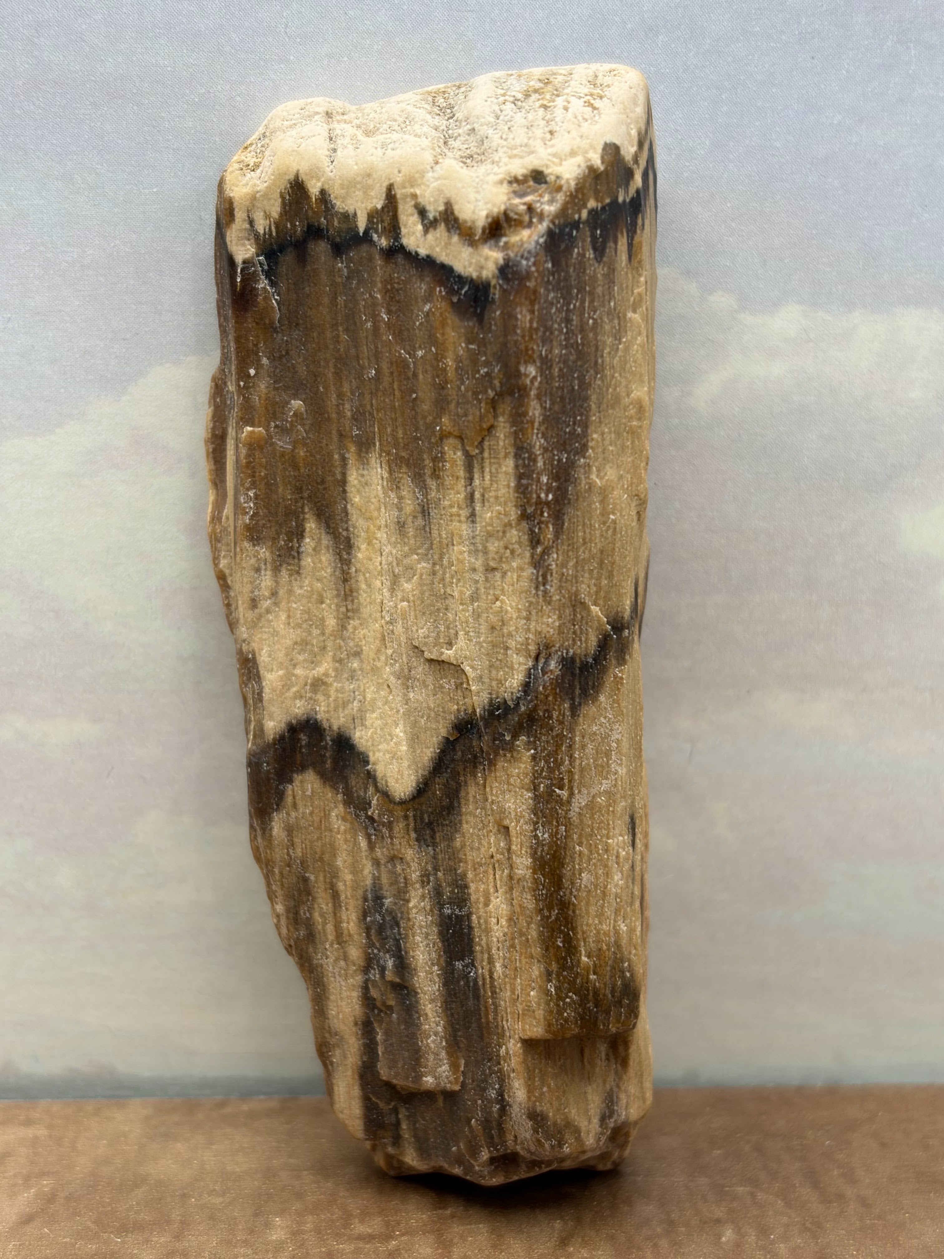 Petrified Wood Specimen