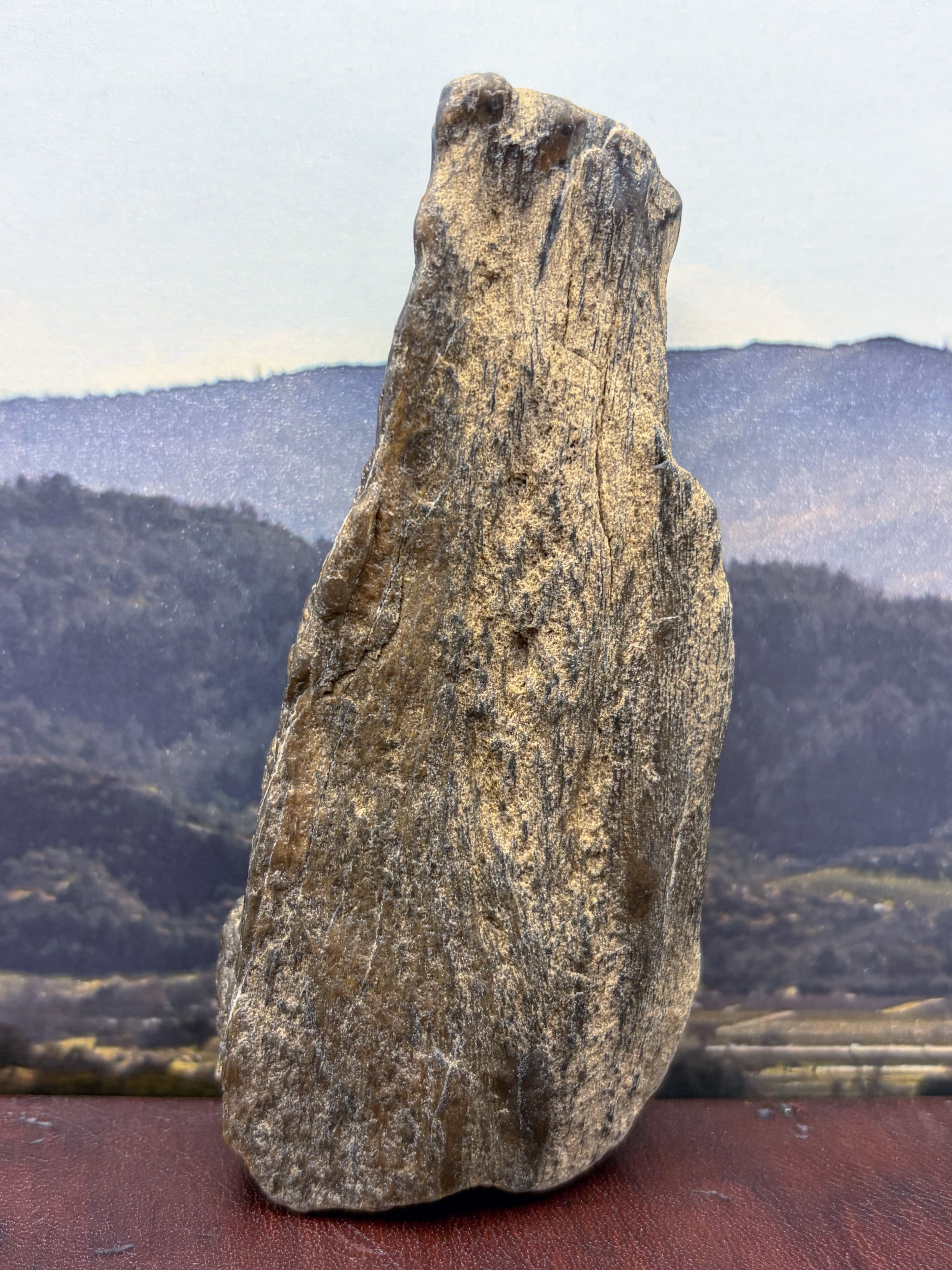 Petrified Wood Specimen