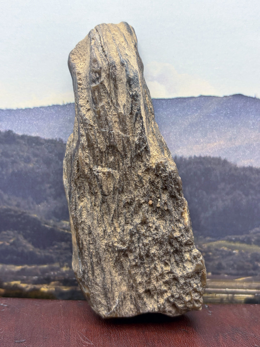 Petrified Wood Specimen