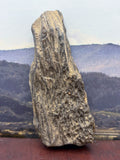 Petrified Wood Specimen