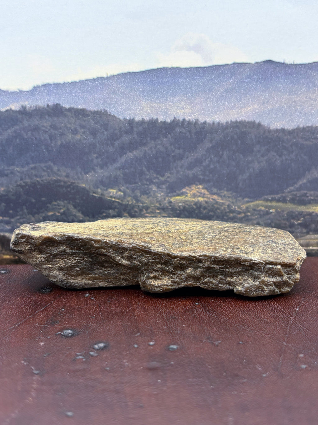 Petrified Wood Specimen