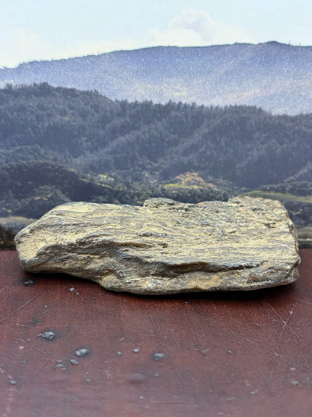 Petrified Wood Specimen