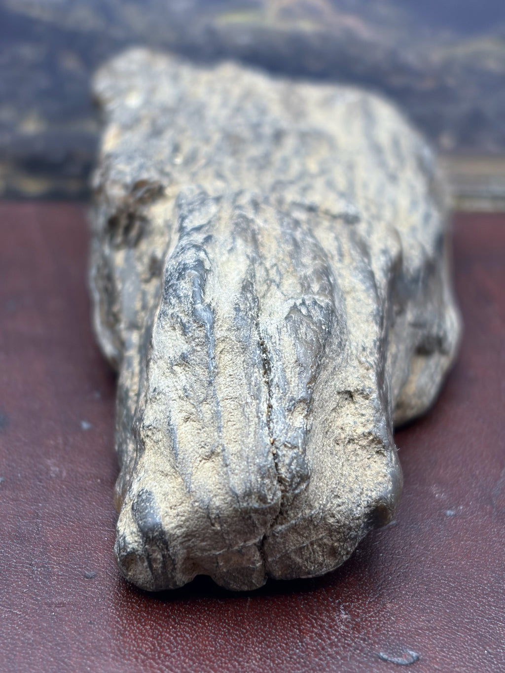 Petrified Wood Specimen