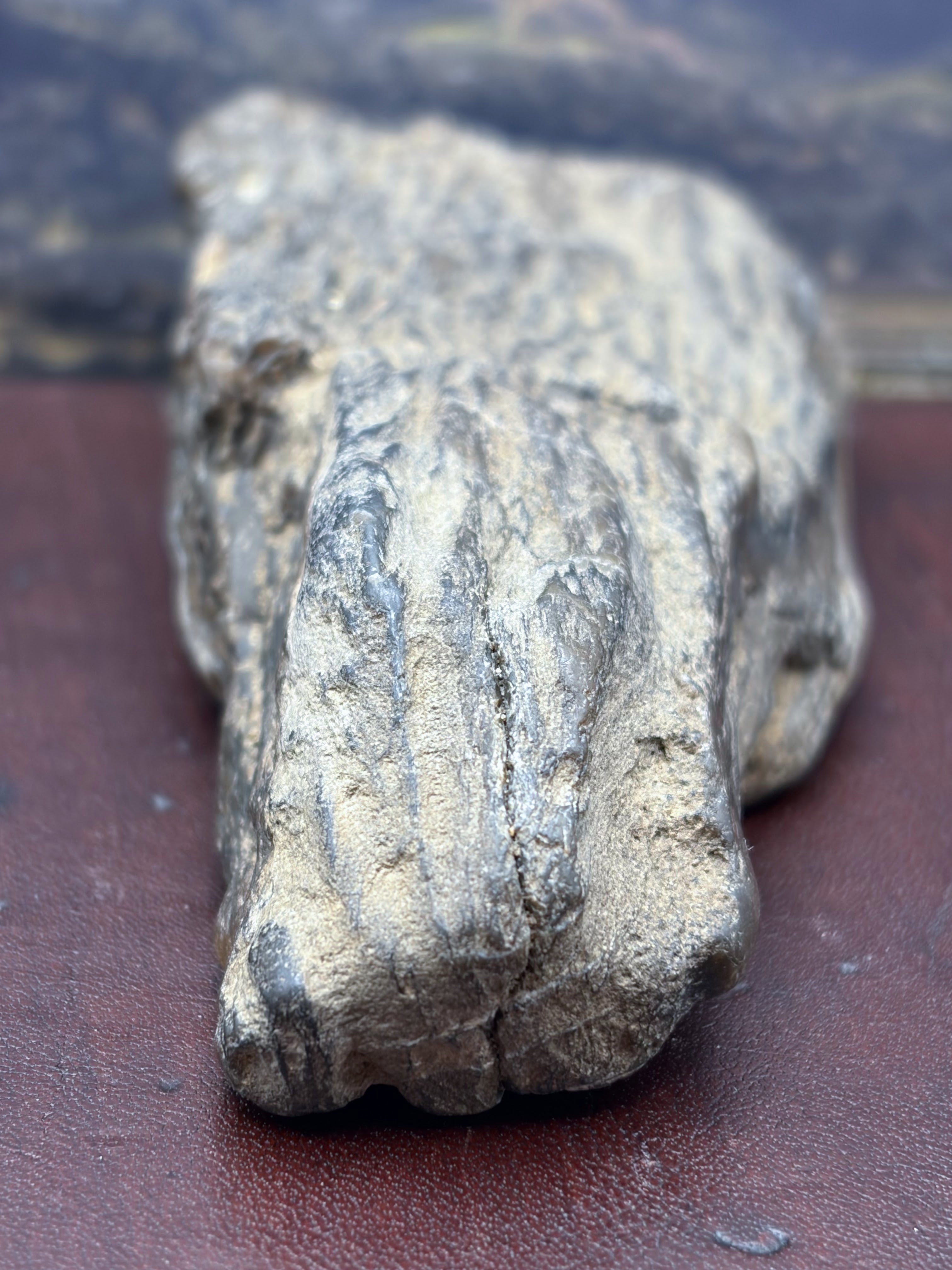 Petrified Wood Specimen