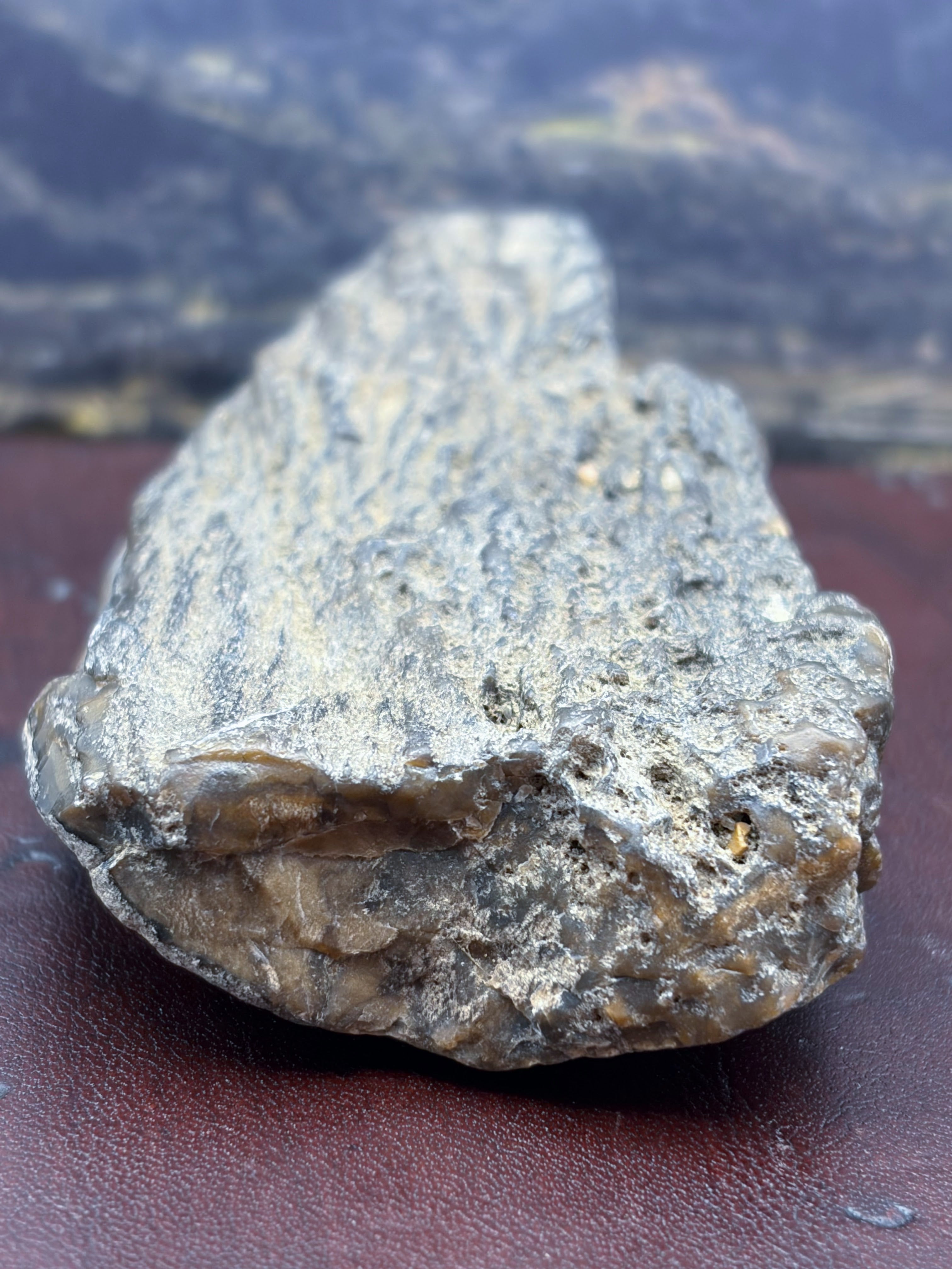 Petrified Wood Specimen