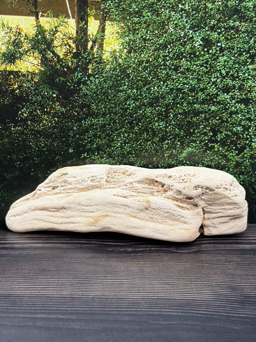 Petrified Wood Specimen