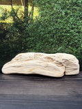 Petrified Wood Specimen