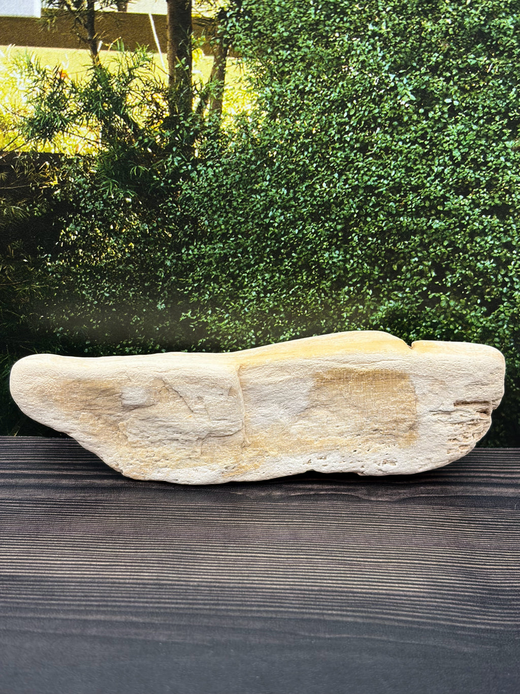 Petrified Wood Specimen