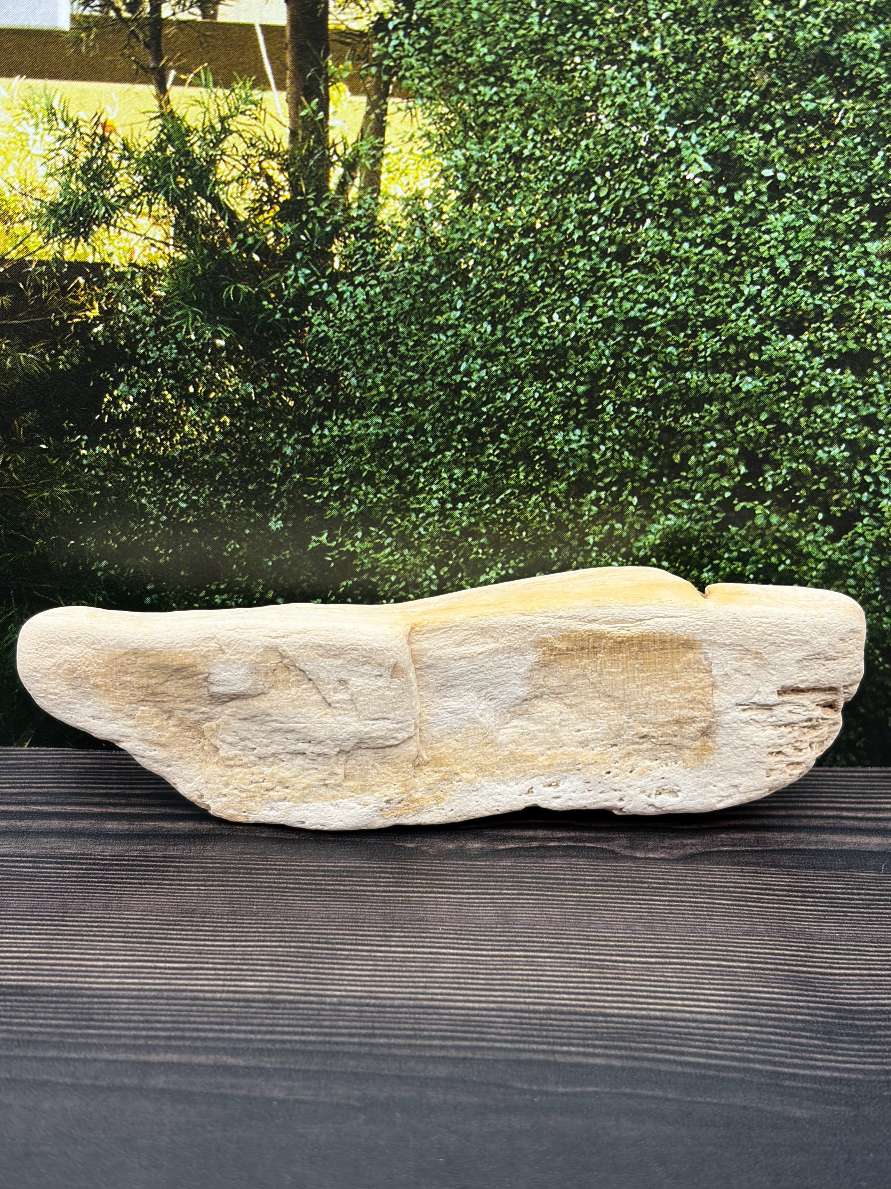 Petrified Wood Specimen