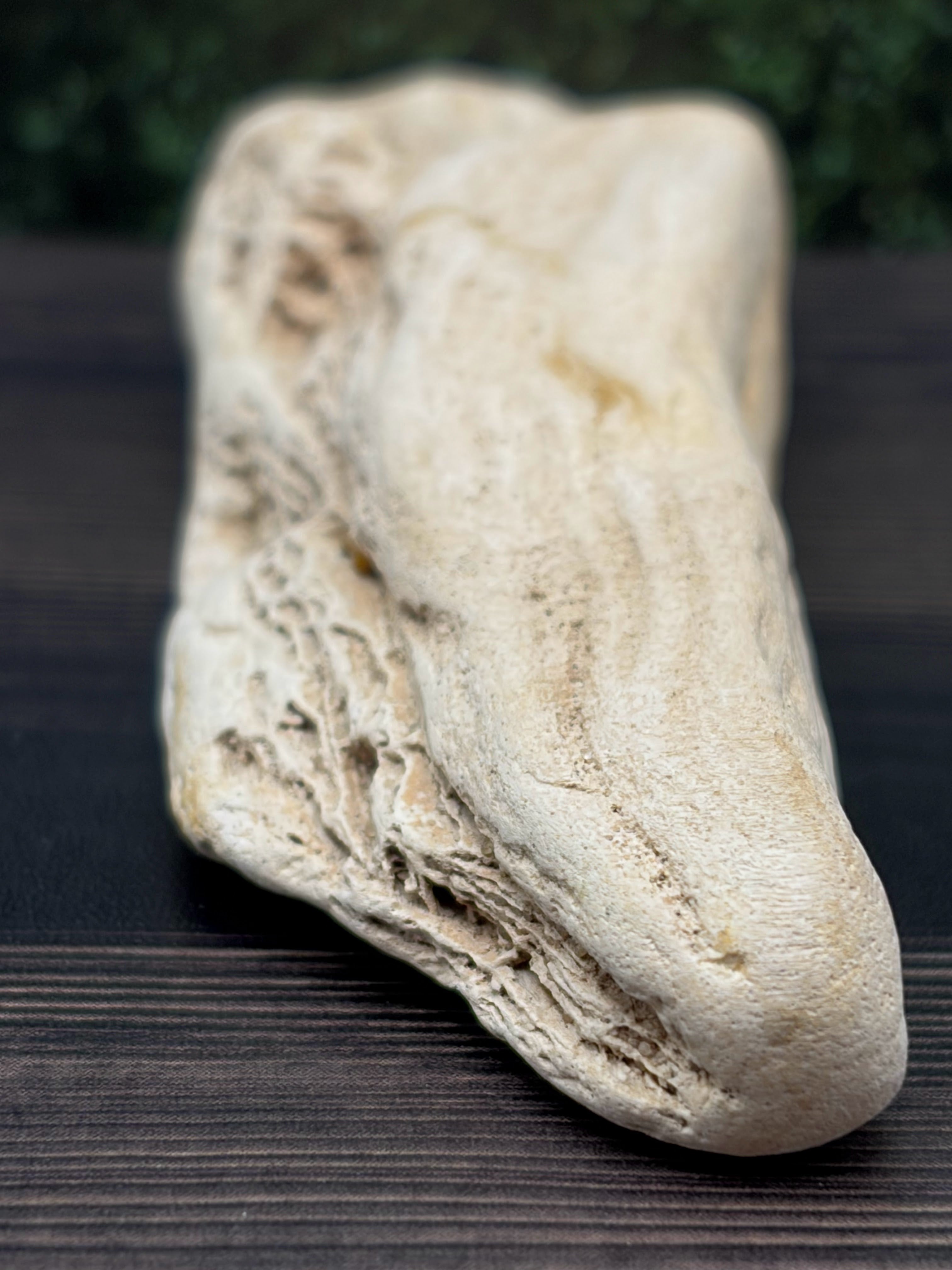 Petrified Wood Specimen