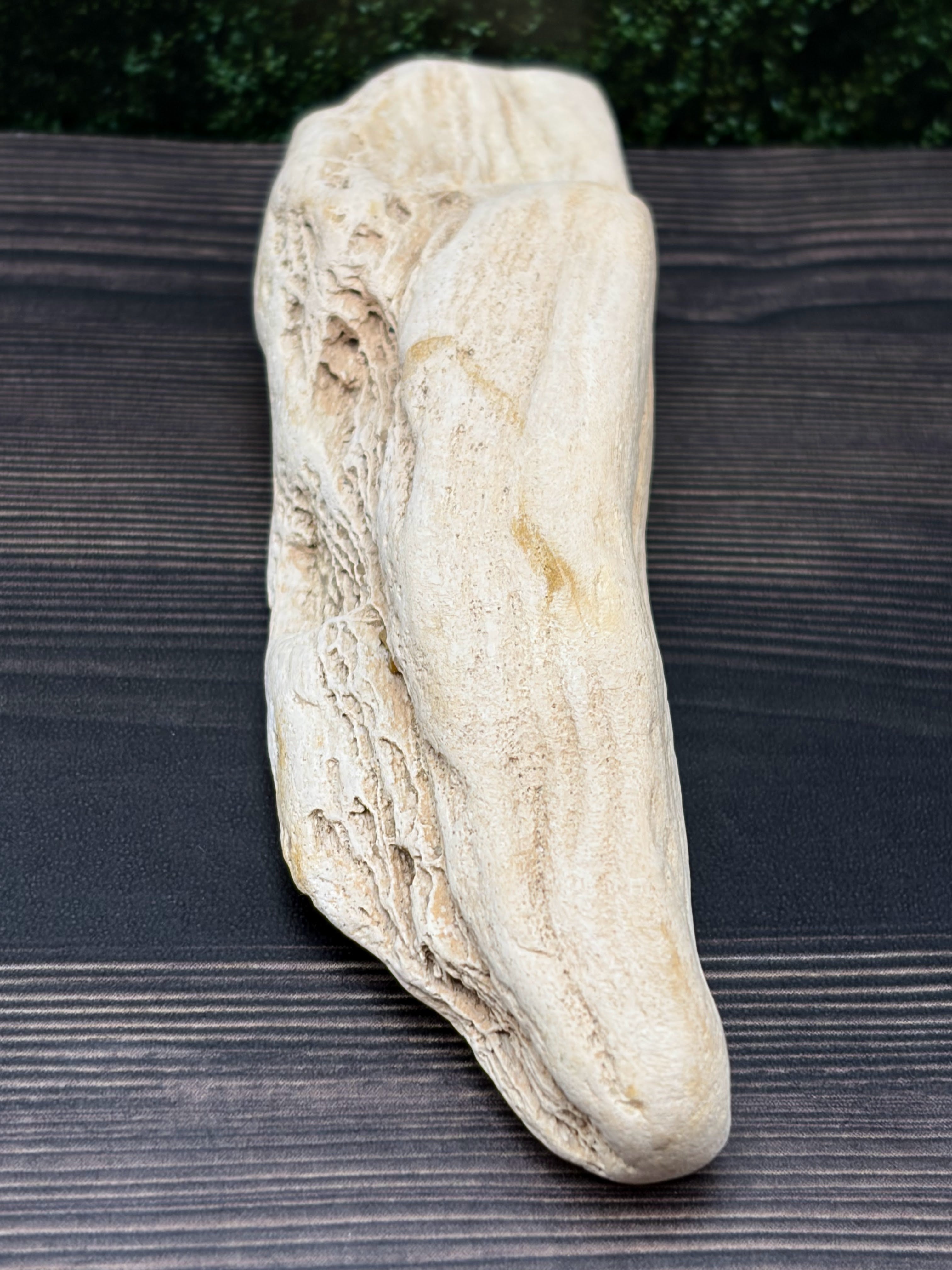 Petrified Wood Specimen