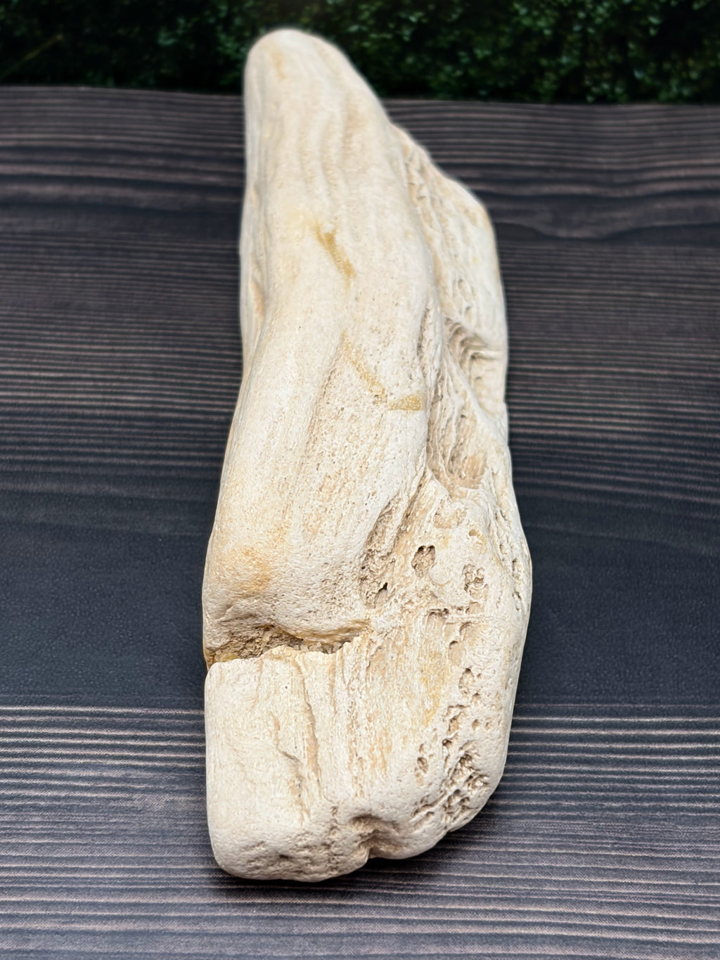 Petrified Wood Specimen