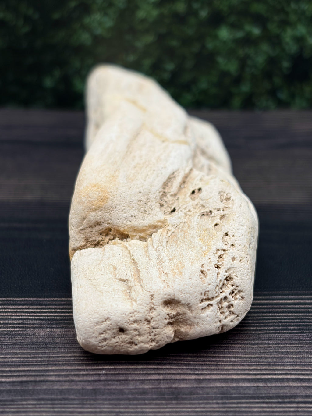 Petrified Wood Specimen