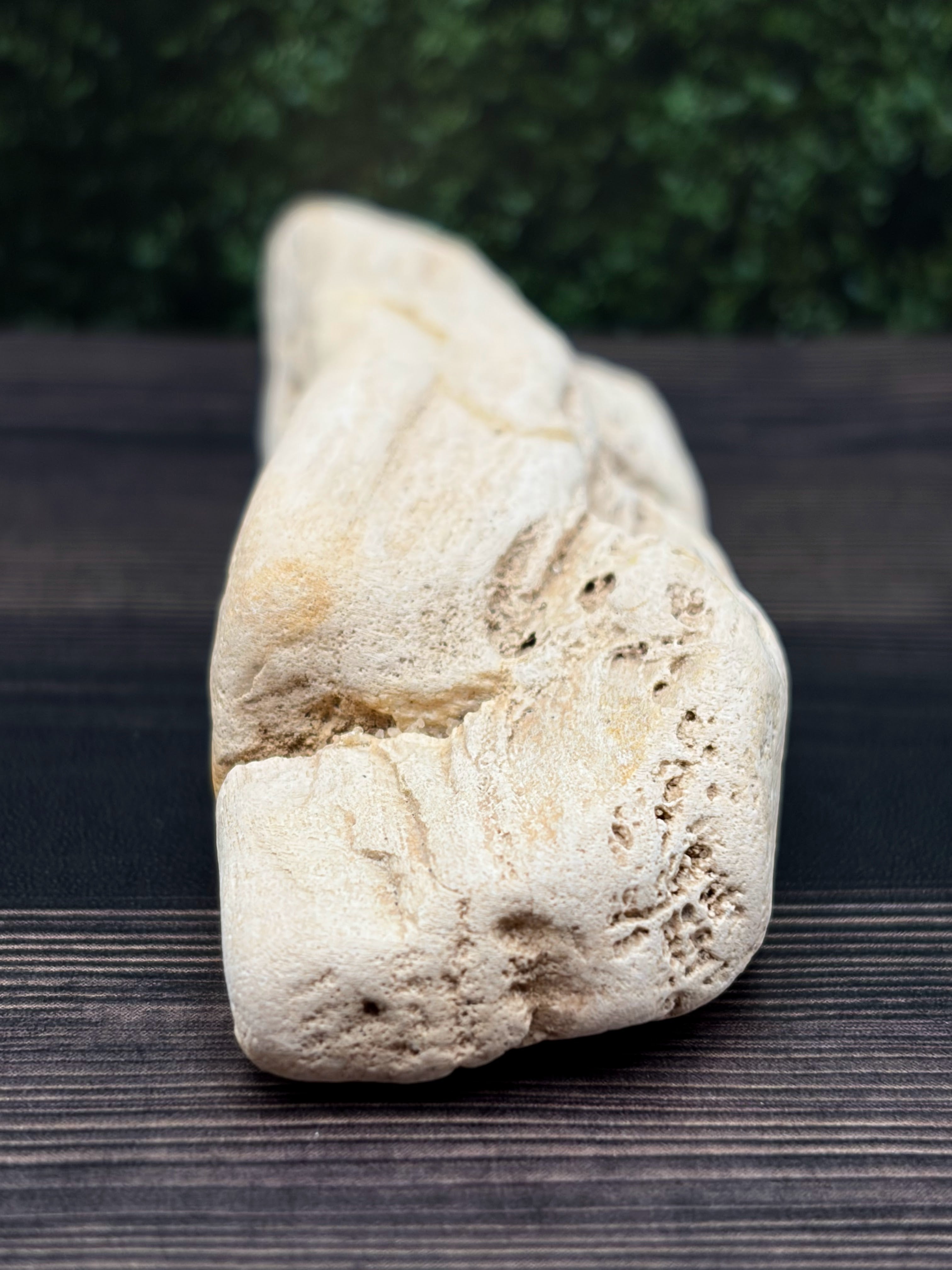 Petrified Wood Specimen