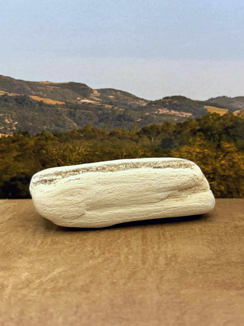 *NEW* Small Druzy Petrified Wood Specimen (SOLD)
