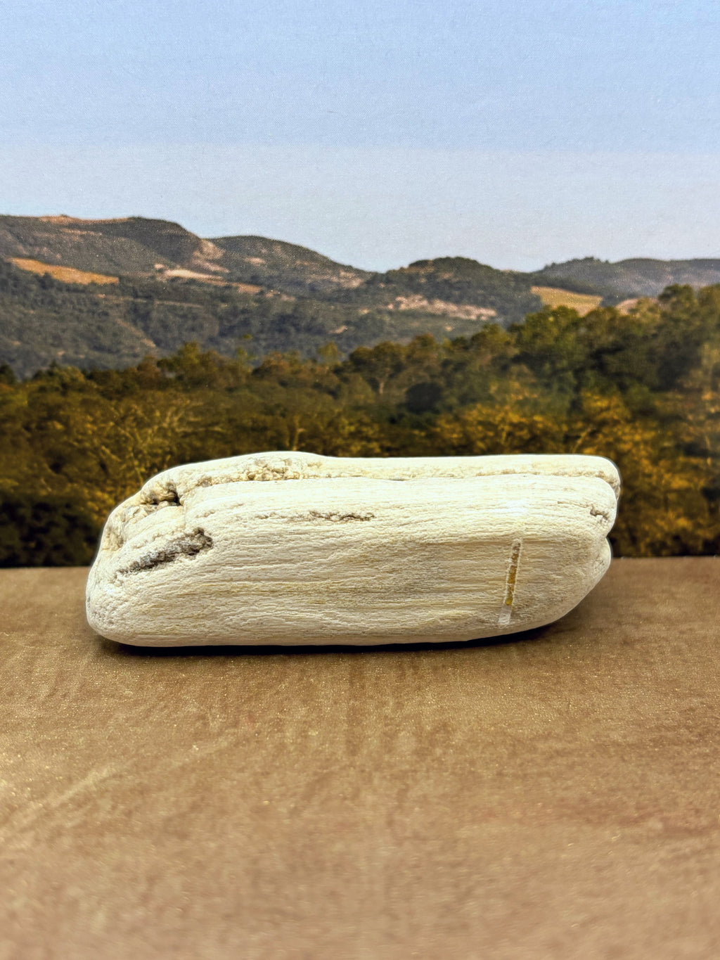 *NEW* Small Druzy Petrified Wood Specimen (SOLD)