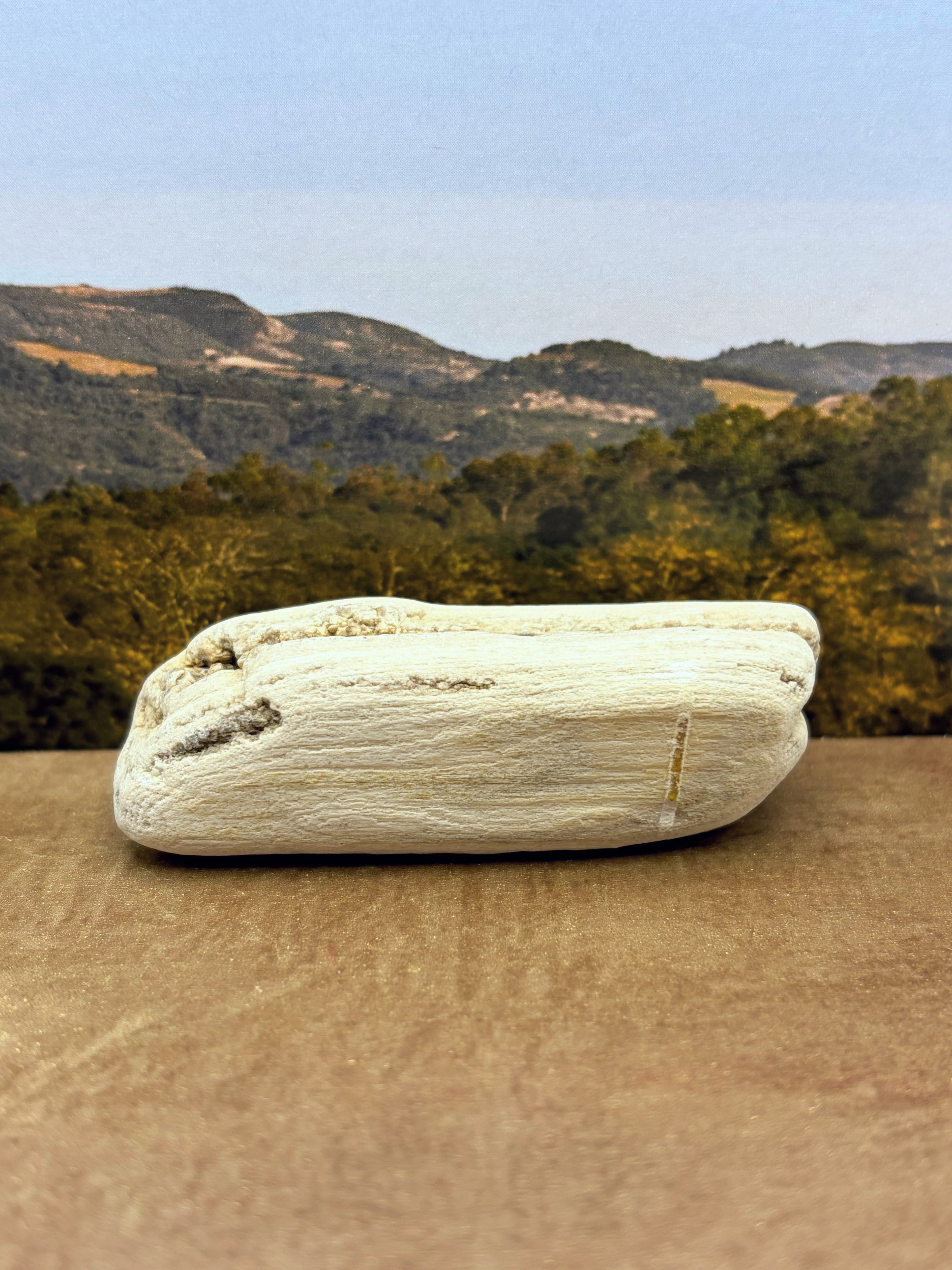 *NEW* Small Druzy Petrified Wood Specimen (SOLD)