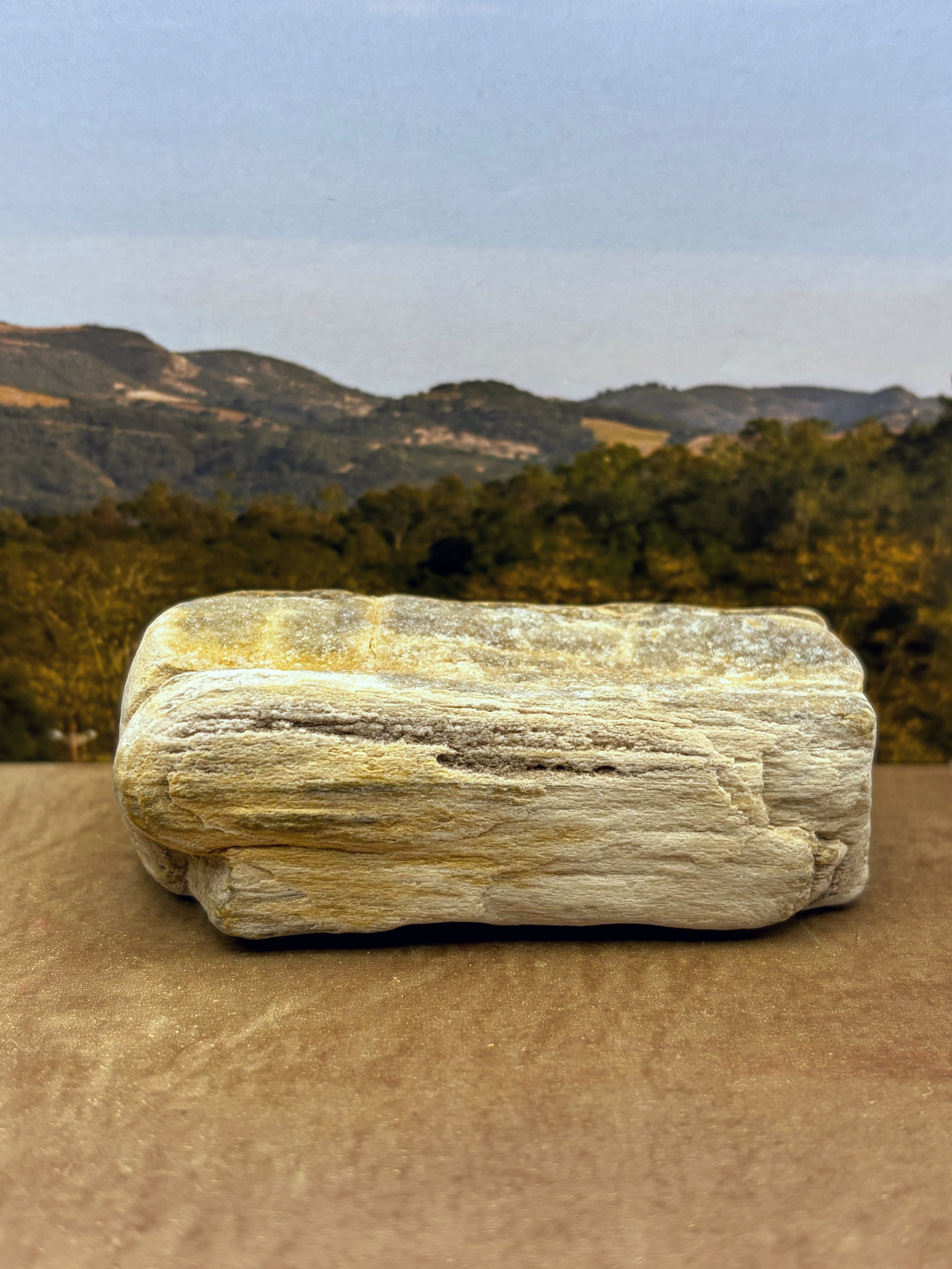 *NEW* Small Druzy Petrified Wood Specimen