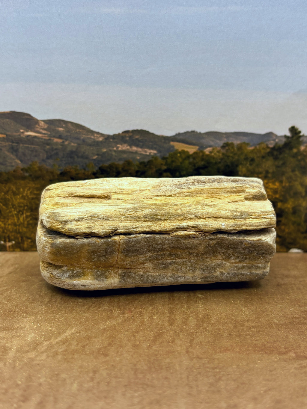 *NEW* Small Druzy Petrified Wood Specimen