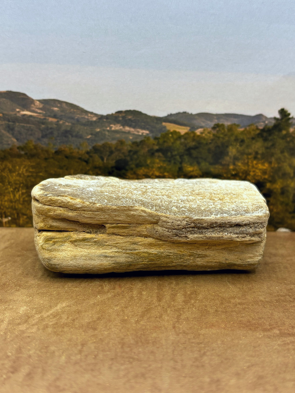 *NEW* Small Druzy Petrified Wood Specimen