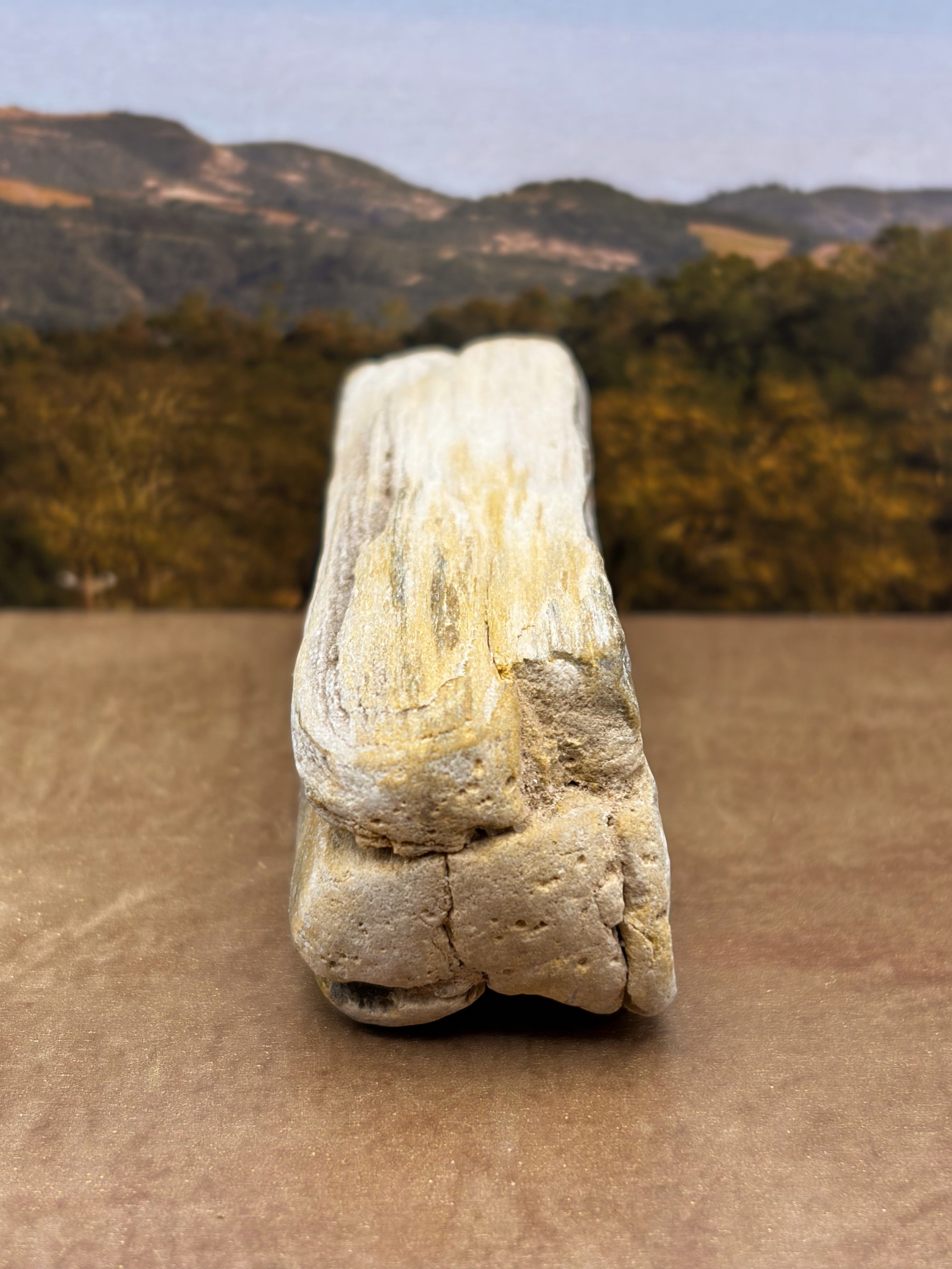 *NEW* Small Druzy Petrified Wood Specimen