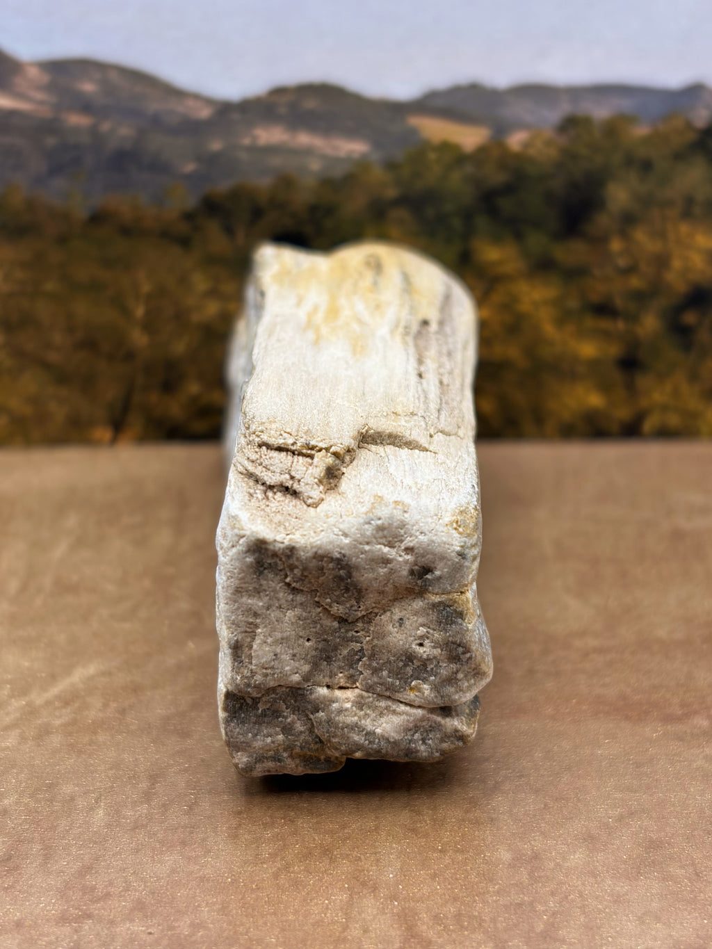 *NEW* Small Druzy Petrified Wood Specimen