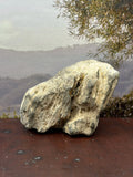 *NEW* Petrified Wood Specimen