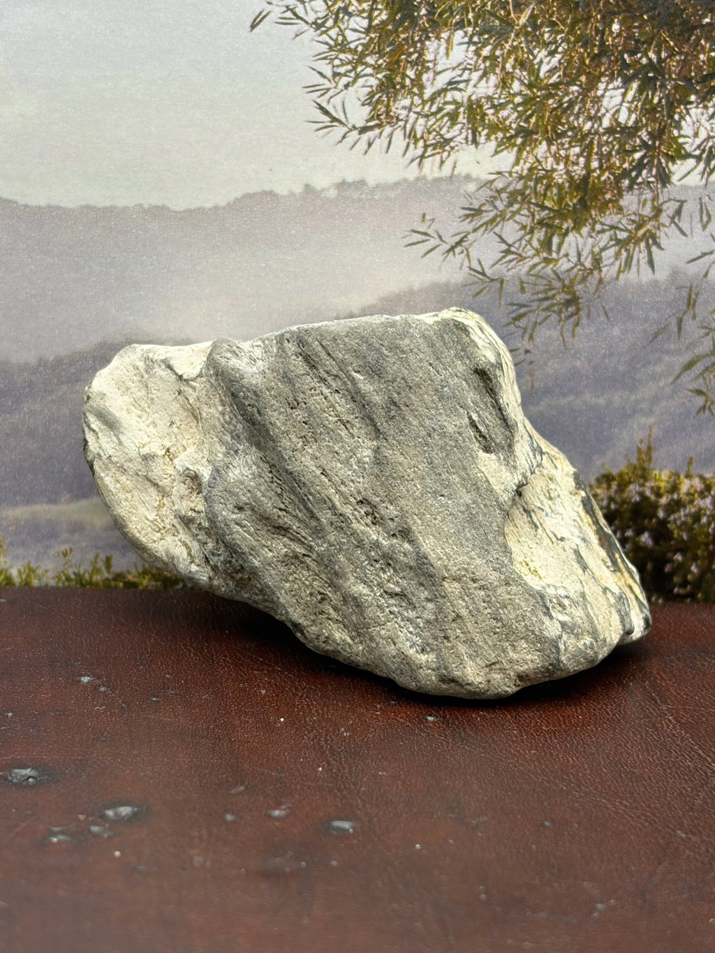 *NEW* Petrified Wood Specimen